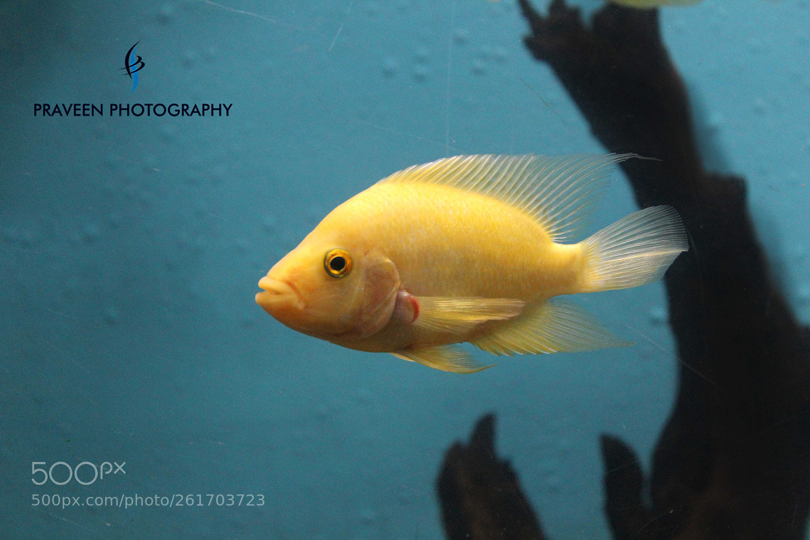Canon EOS 1200D (EOS Rebel T5 / EOS Kiss X70 / EOS Hi) sample photo. Color fish photography
