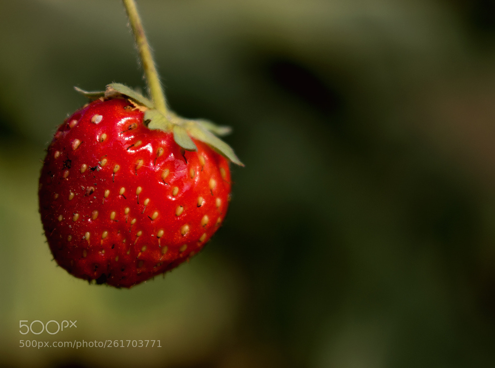 Nikon D5500 sample photo. Strawberry photography