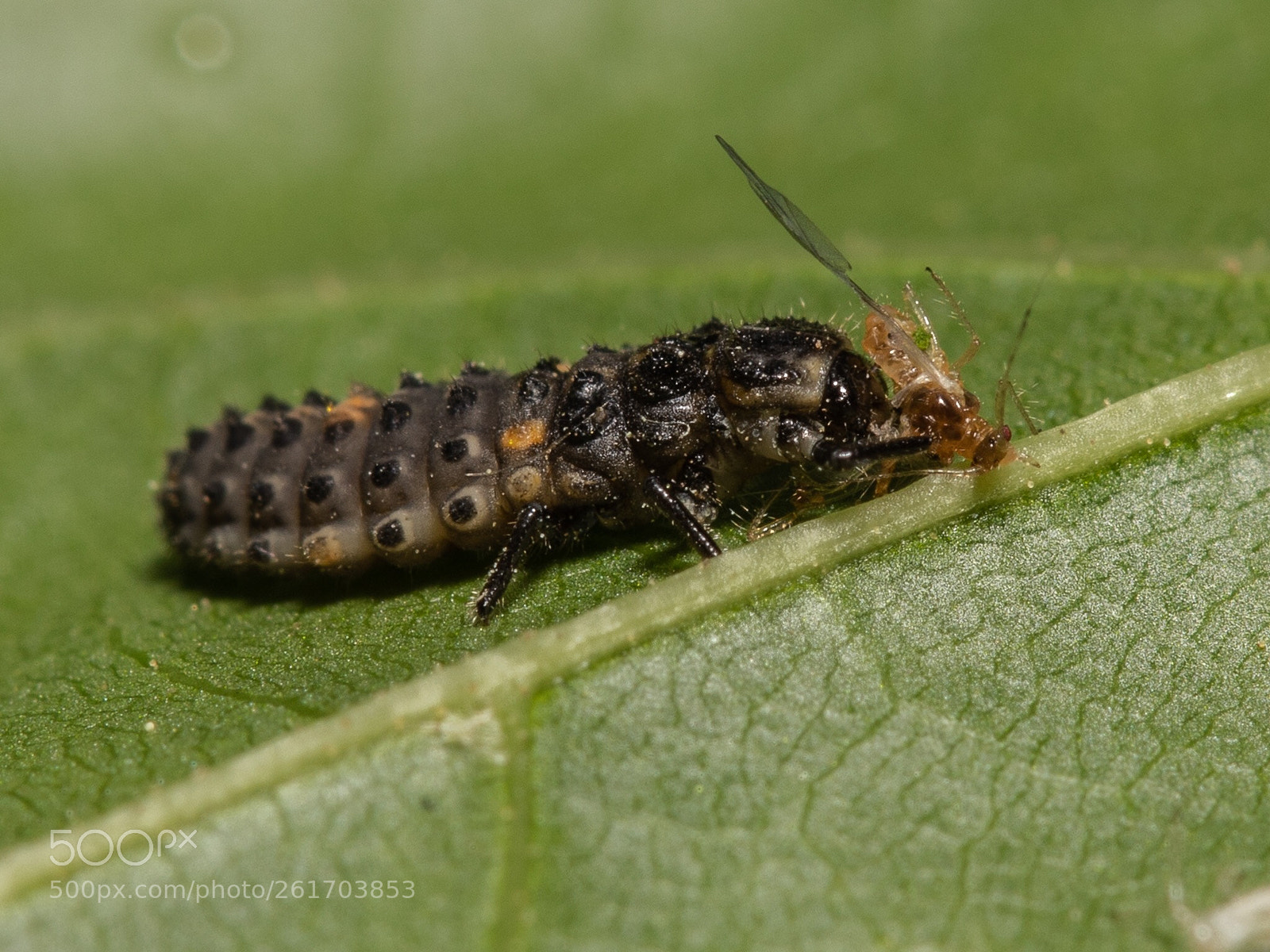 Canon EOS 5D Mark IV sample photo. Ladybird larva lunch  photography