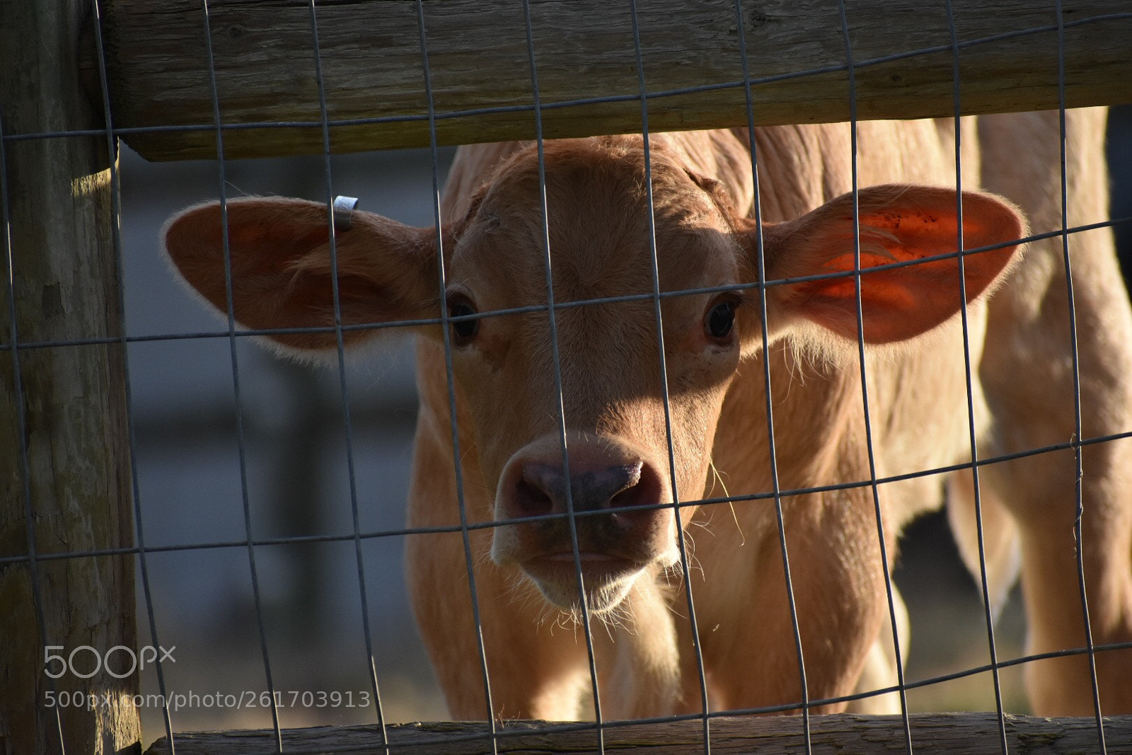 Nikon D3400 sample photo. Cute baby calf photography