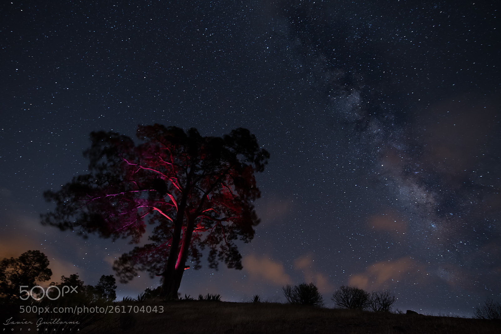 Nikon D750 sample photo. The casandra's tree photography