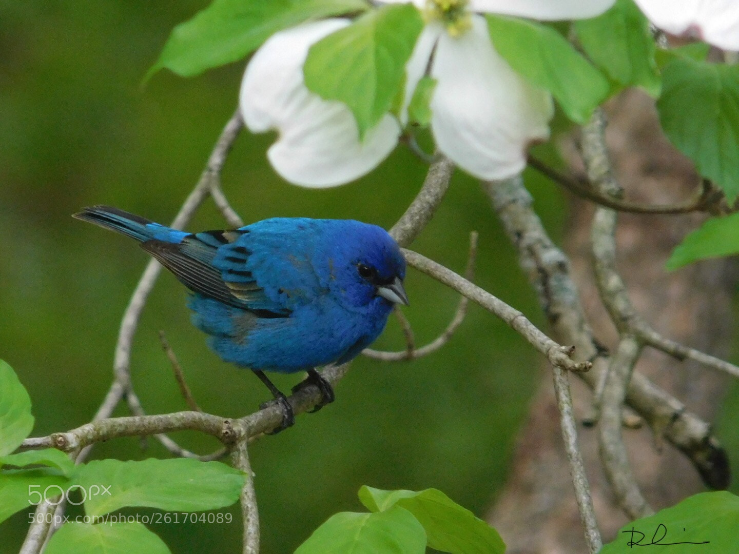 Nikon Coolpix L840 sample photo. Indigo bunting  photography