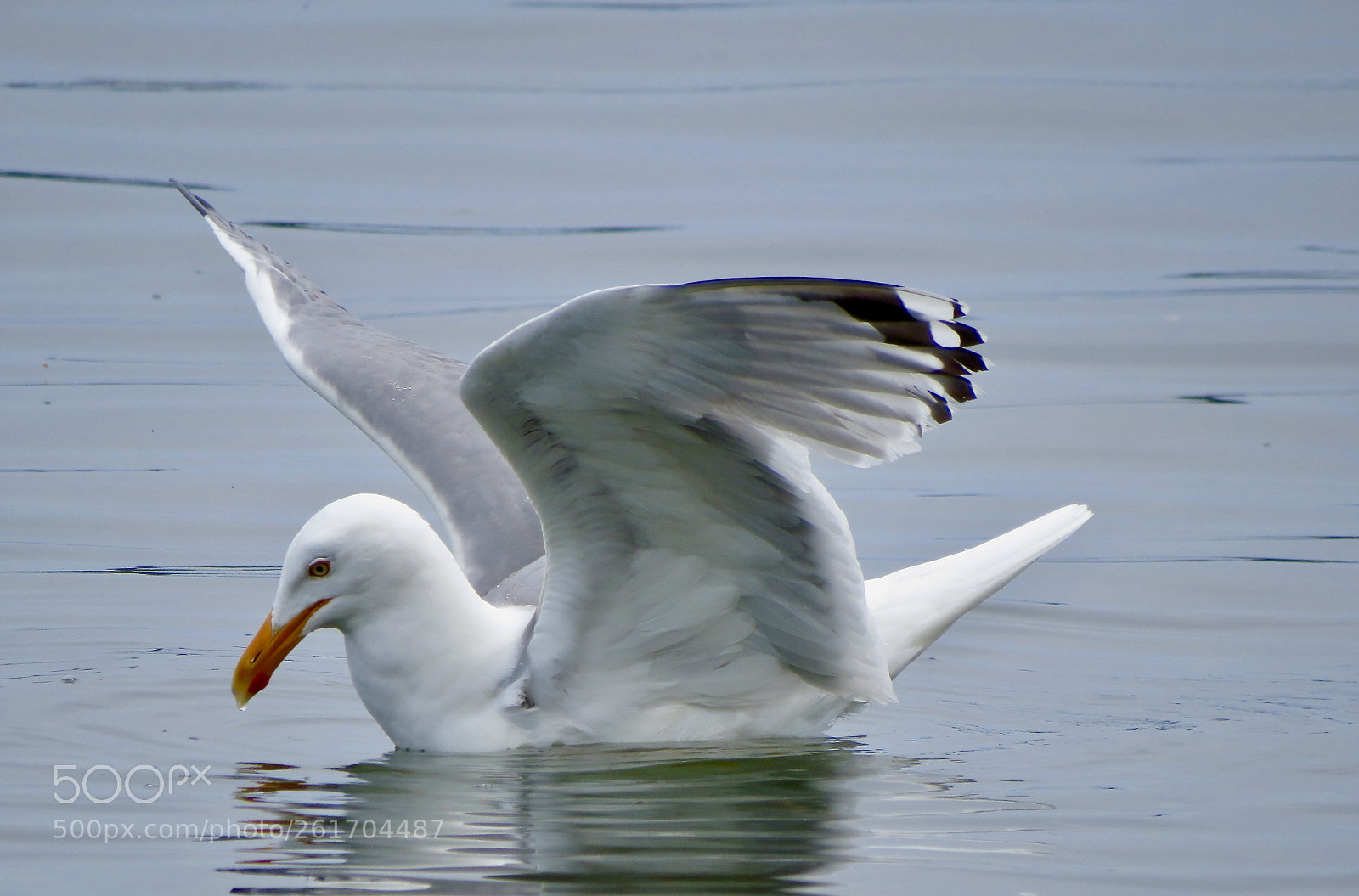Canon PowerShot SX50 HS sample photo. Seagull photography