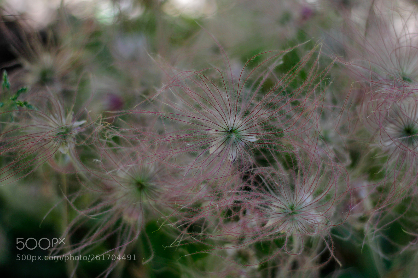 Canon EOS 7D sample photo. Wild bloom photography