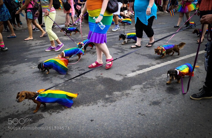 Canon EOS 6D sample photo. Wiener dog pride photography