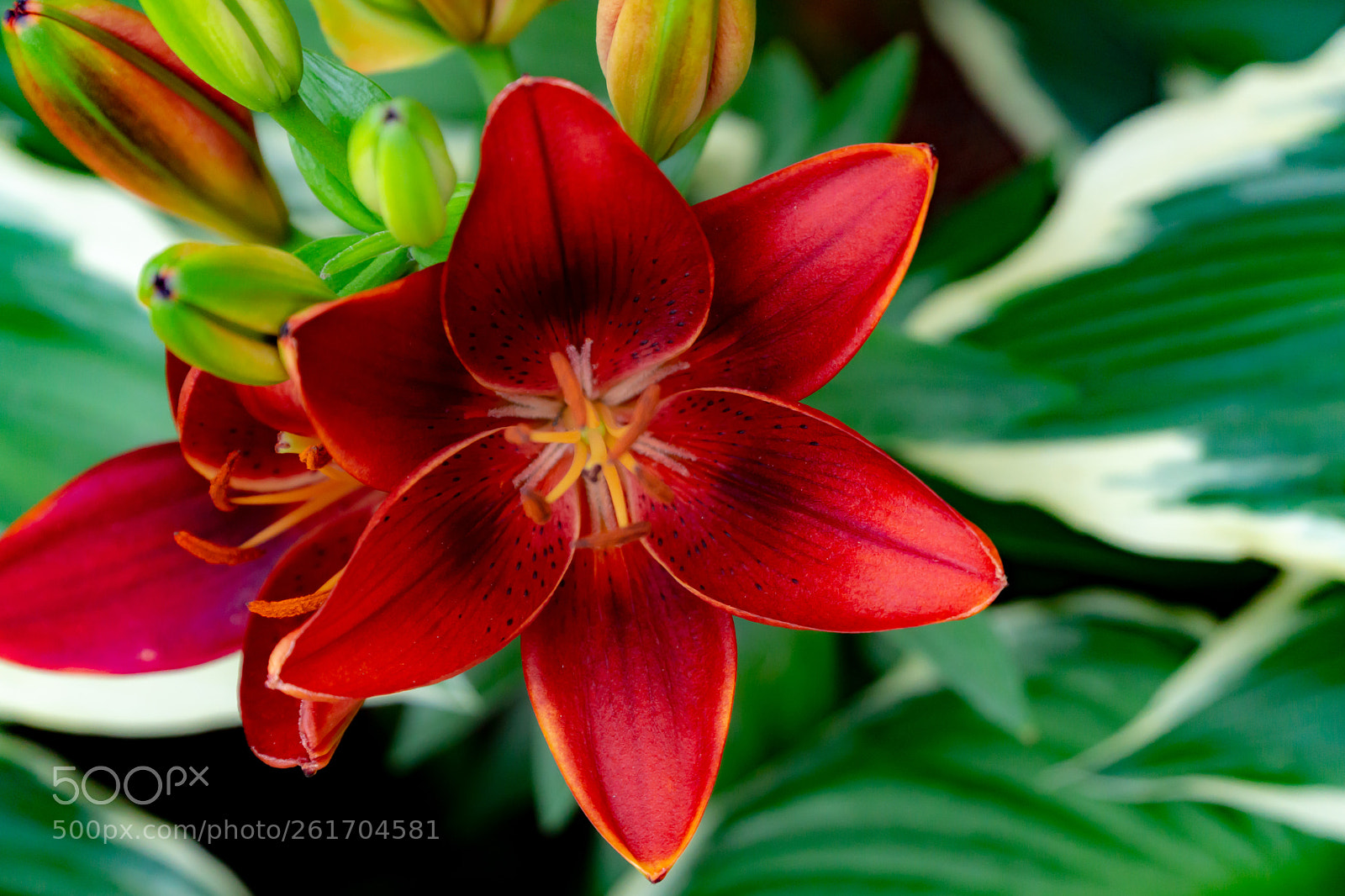 Sony a6000 sample photo. Red flower photography
