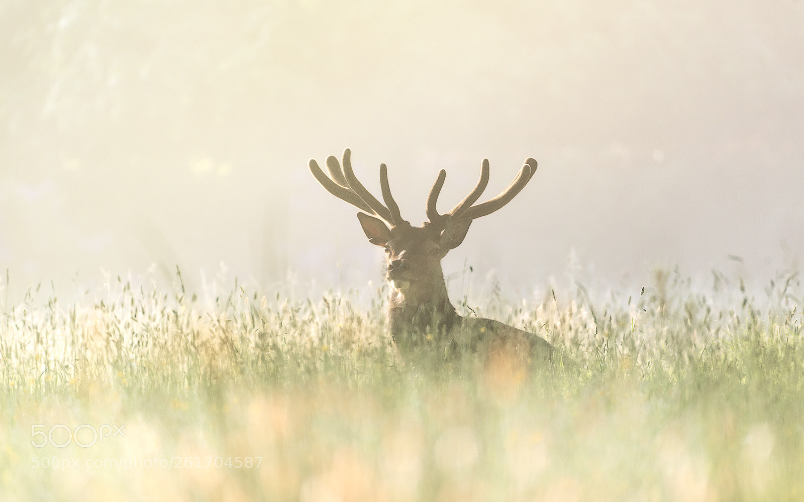 Nikon D750 sample photo. Killarney stag photography