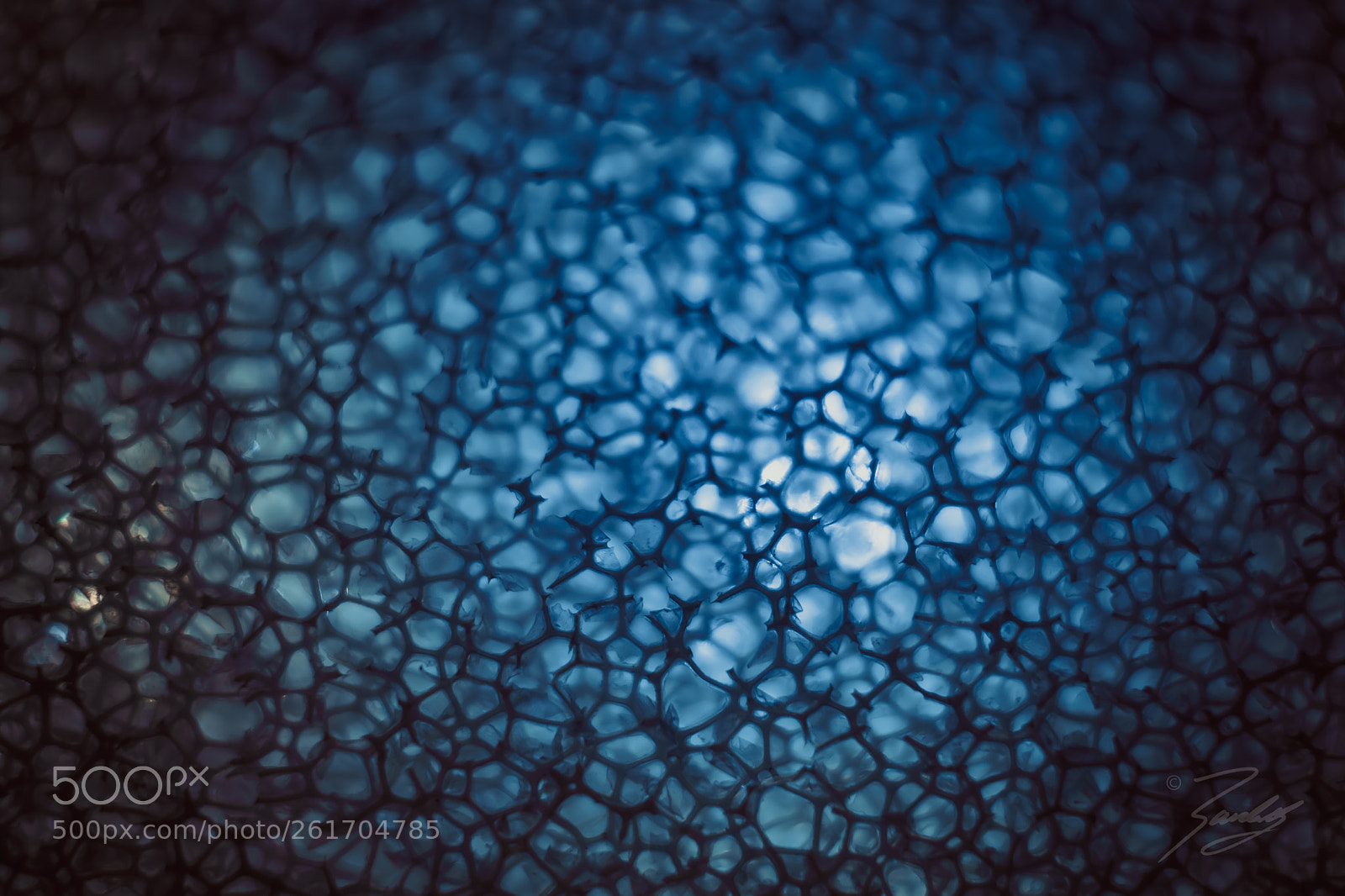 Sony a6000 sample photo. Blue curiosity photography