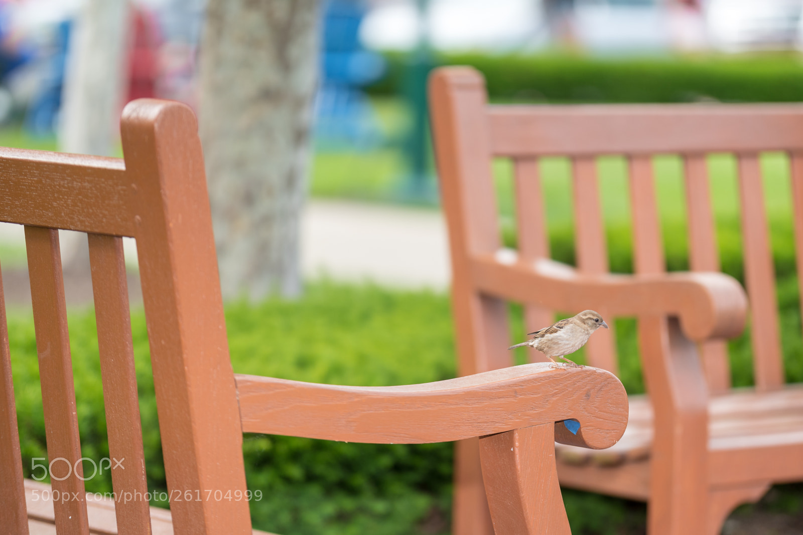 Nikon D500 sample photo. Bird sitting on a photography