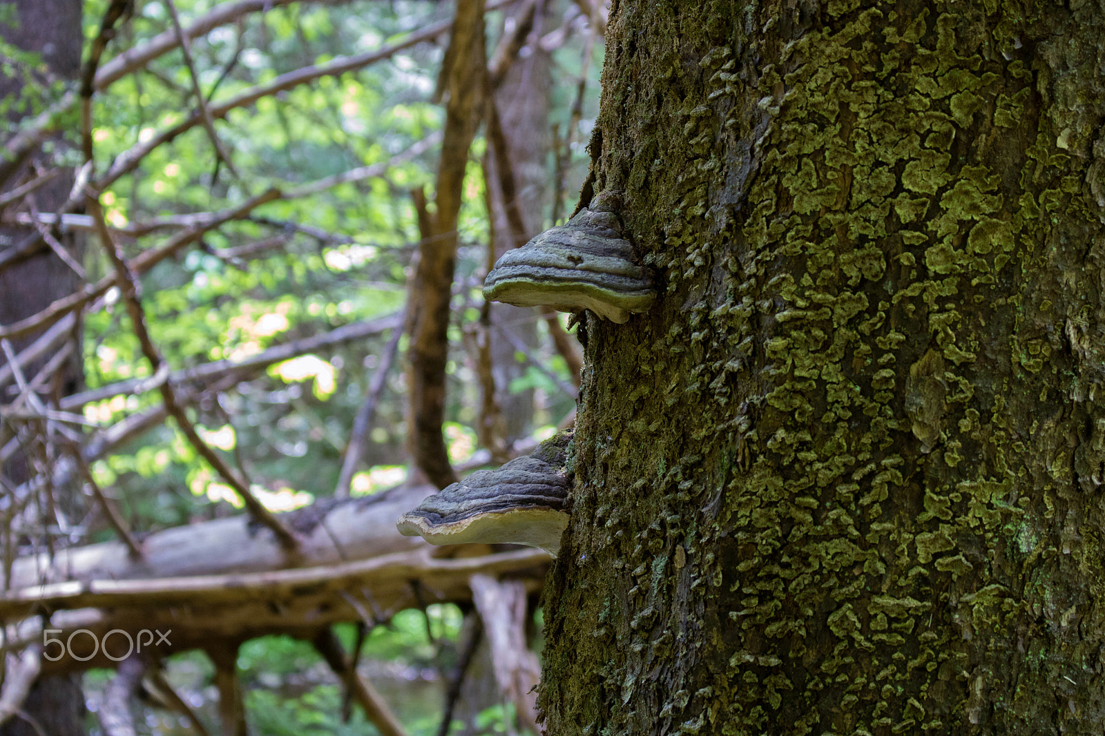 Canon EOS 750D (EOS Rebel T6i / EOS Kiss X8i) sample photo. Mushrooms on tree photography