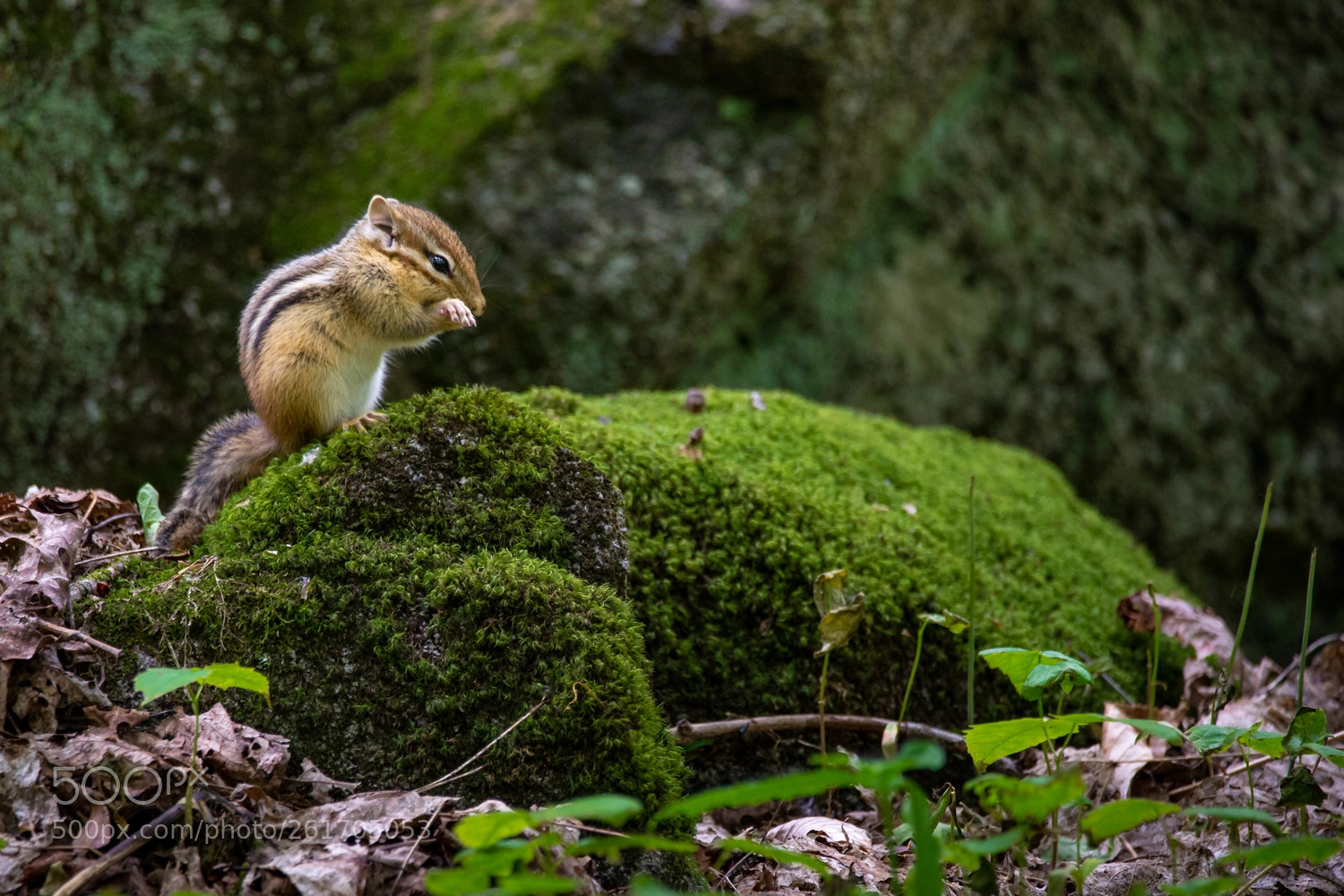 Canon EOS 6D sample photo. Chipmunk grooming photography