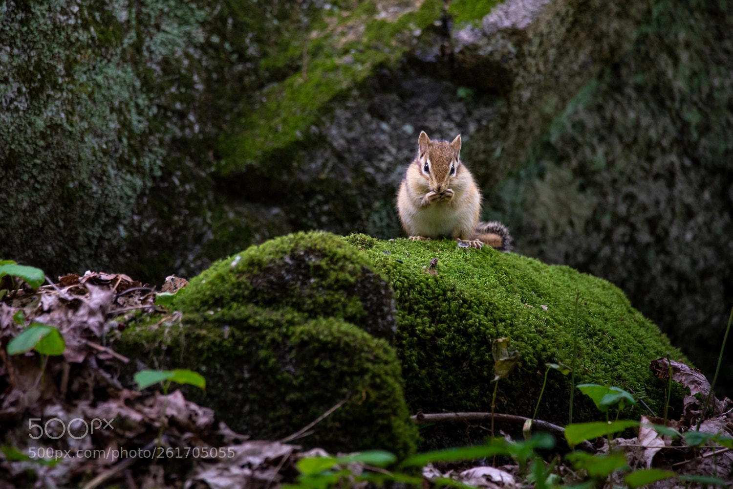Canon EOS 6D sample photo. Chipmunk doing its thing photography