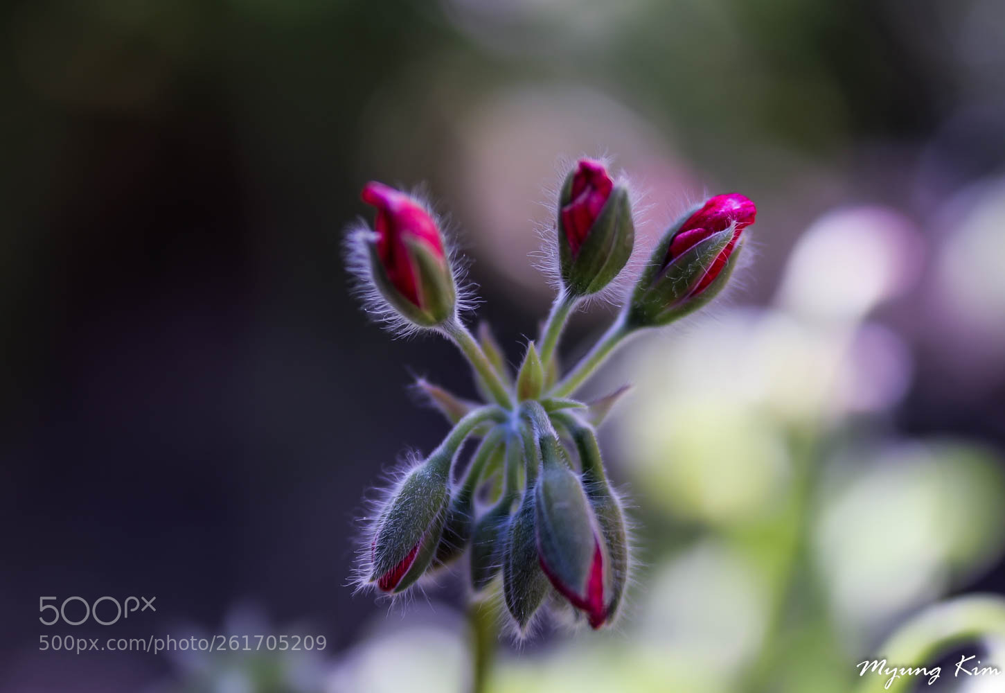 Canon EOS 5D Mark IV sample photo. Pa photography