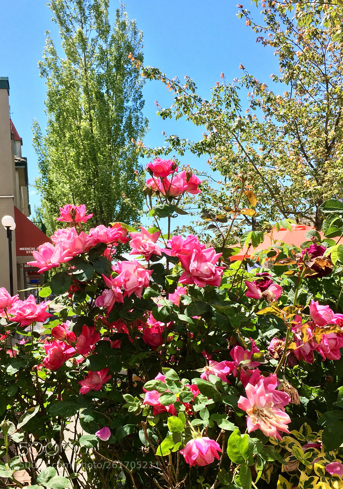 Apple iPhone 6s sample photo. 137 street surrey bc, canada photography