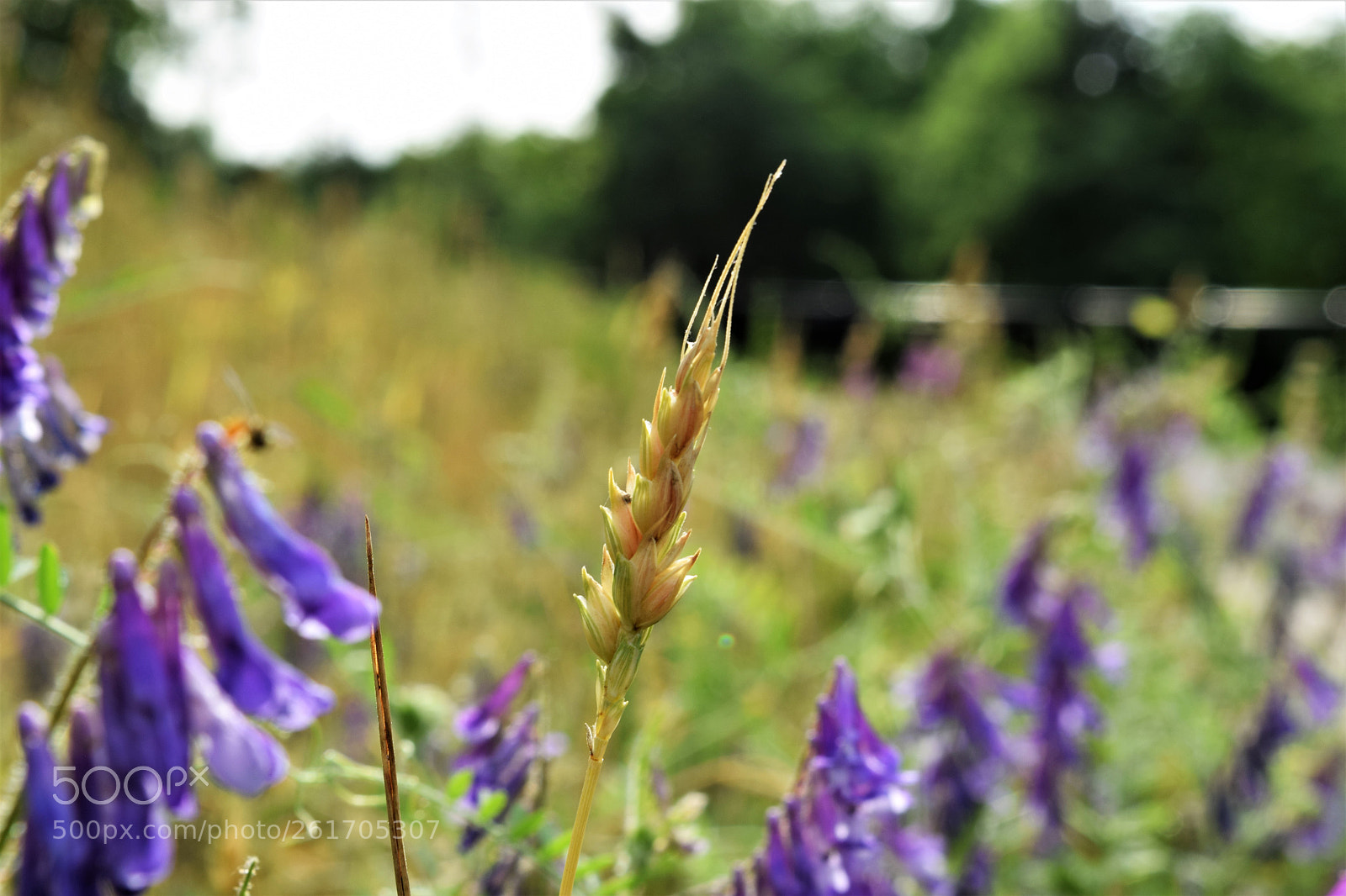 Nikon D3300 sample photo. Surrounded by purple petals photography