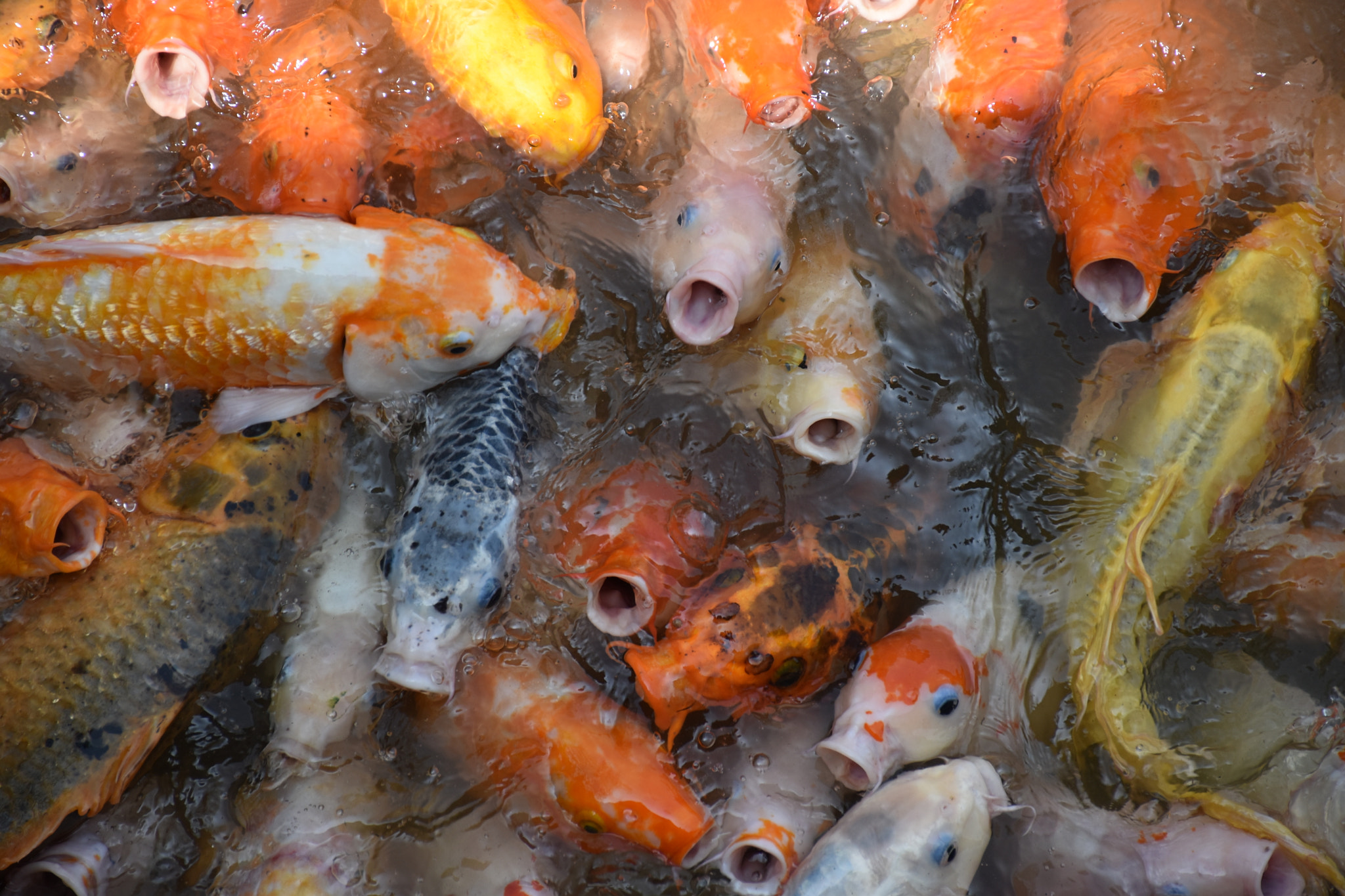 Nikon D5500 sample photo. Hungry photography