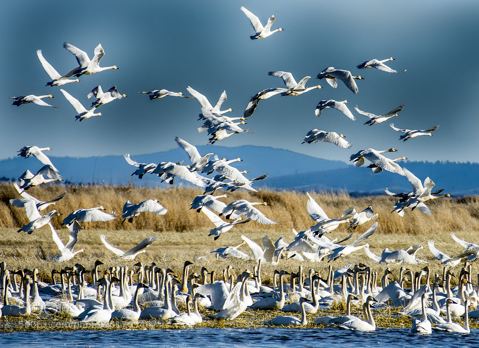 Nikon D7100 sample photo. Tundra swans photography