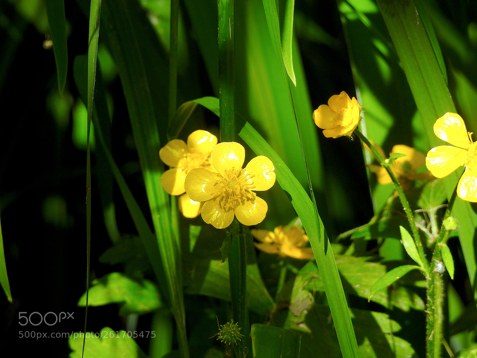 Nikon Coolpix P900 sample photo. Yellow photography
