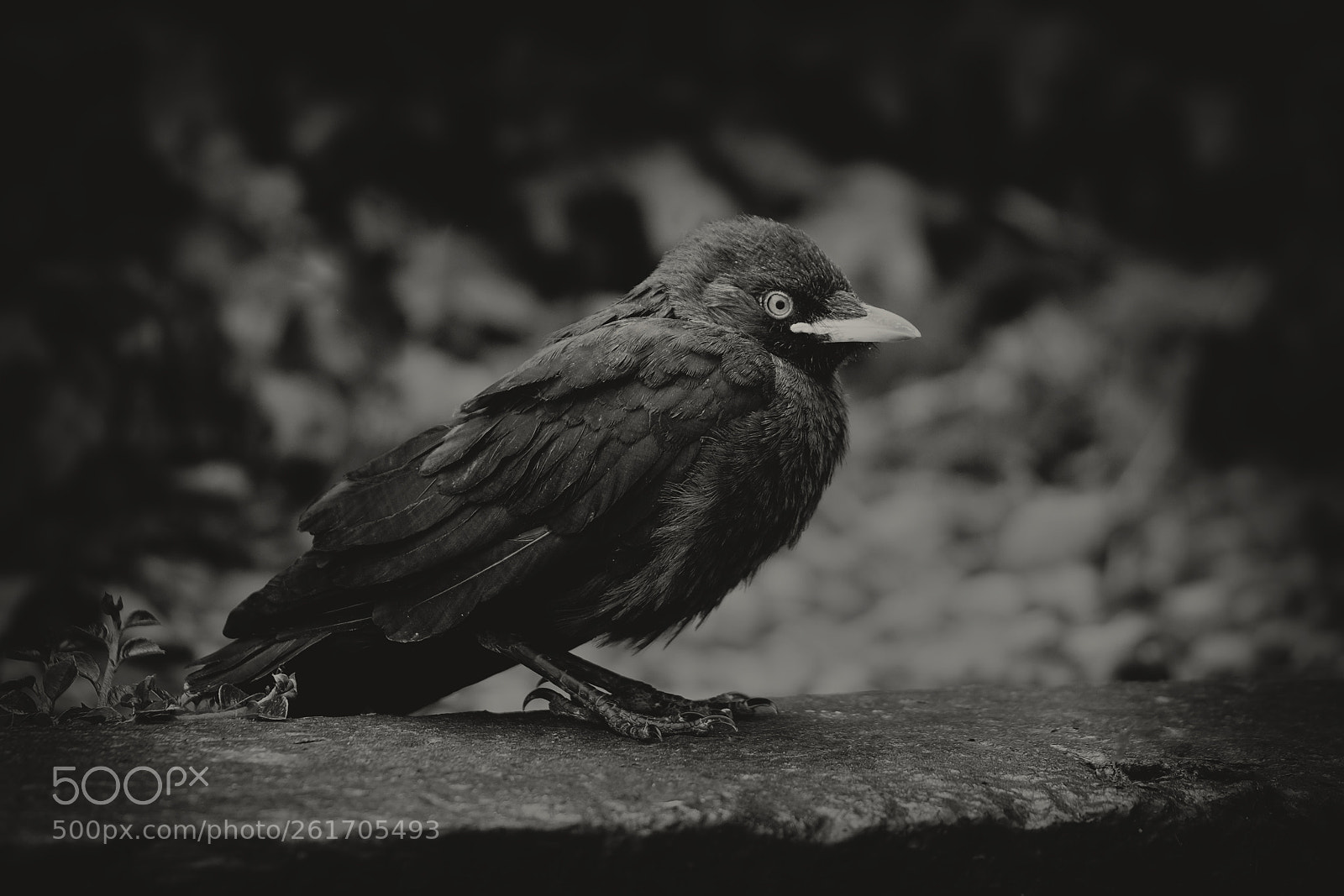 Fujifilm X-T2 sample photo. Crow photography