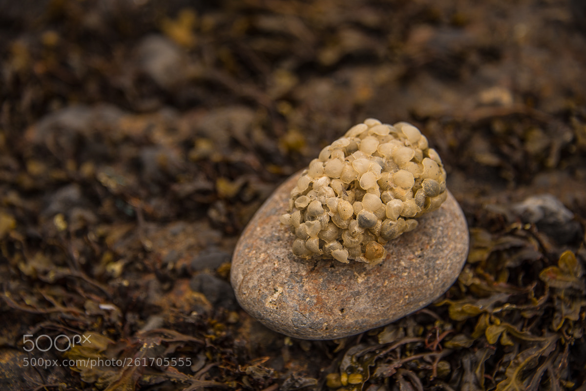 Nikon D750 sample photo. Cod brain photography