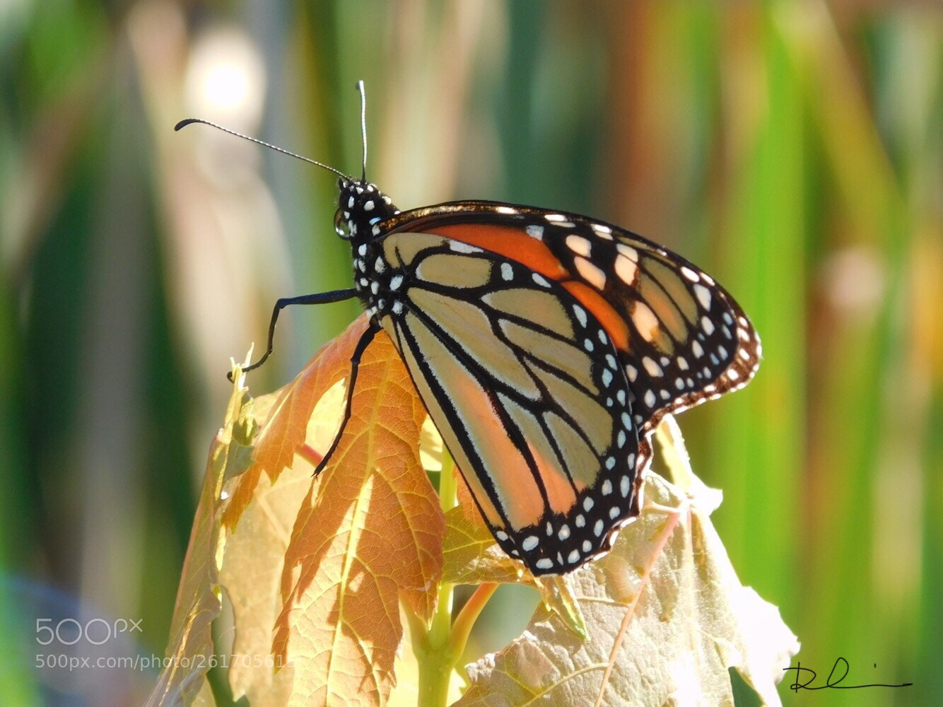 Nikon Coolpix L840 sample photo. Butterfly  photography