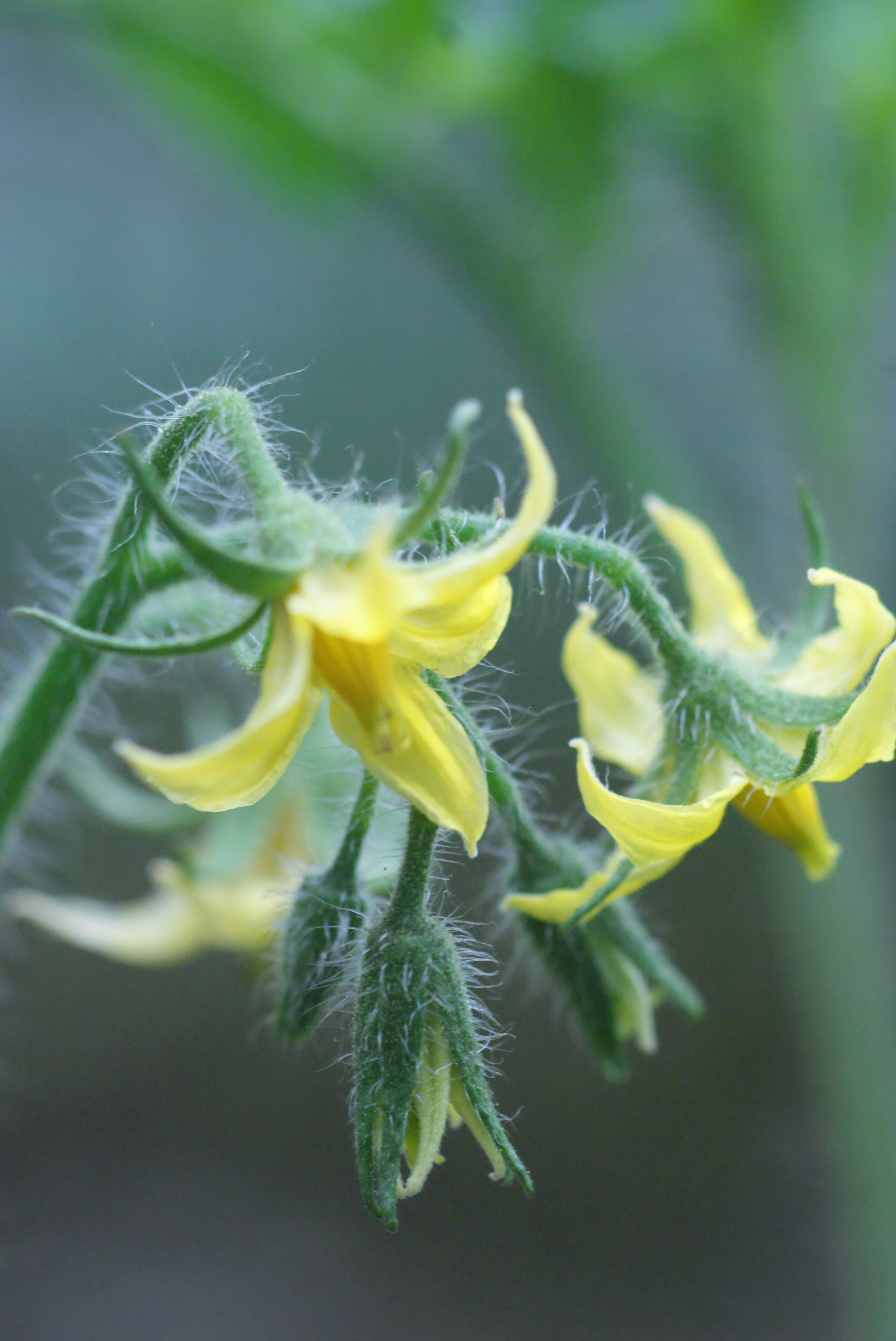 Sony Alpha DSLR-A200 + Tokina EMZ M100 AF 100mm F3.5 sample photo. Dreaming of tomatoes photography
