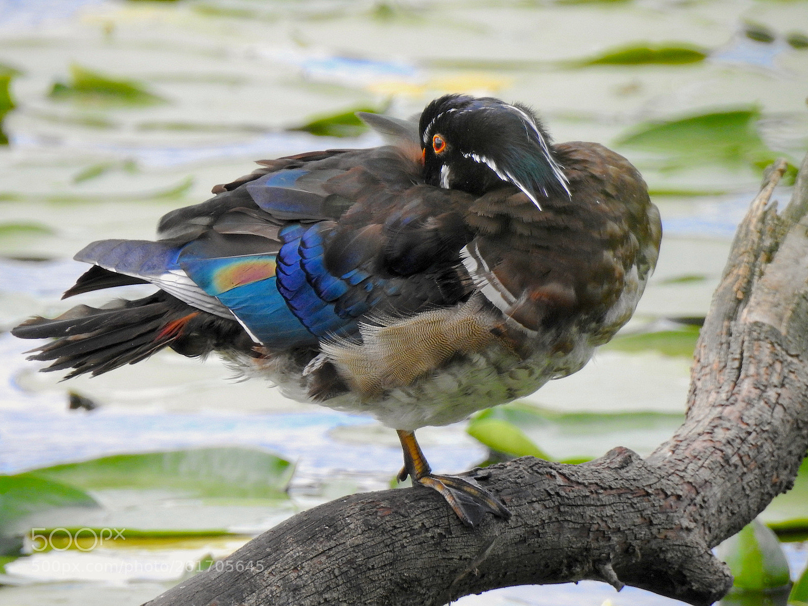 Nikon Coolpix P900 sample photo. Wood duck photography