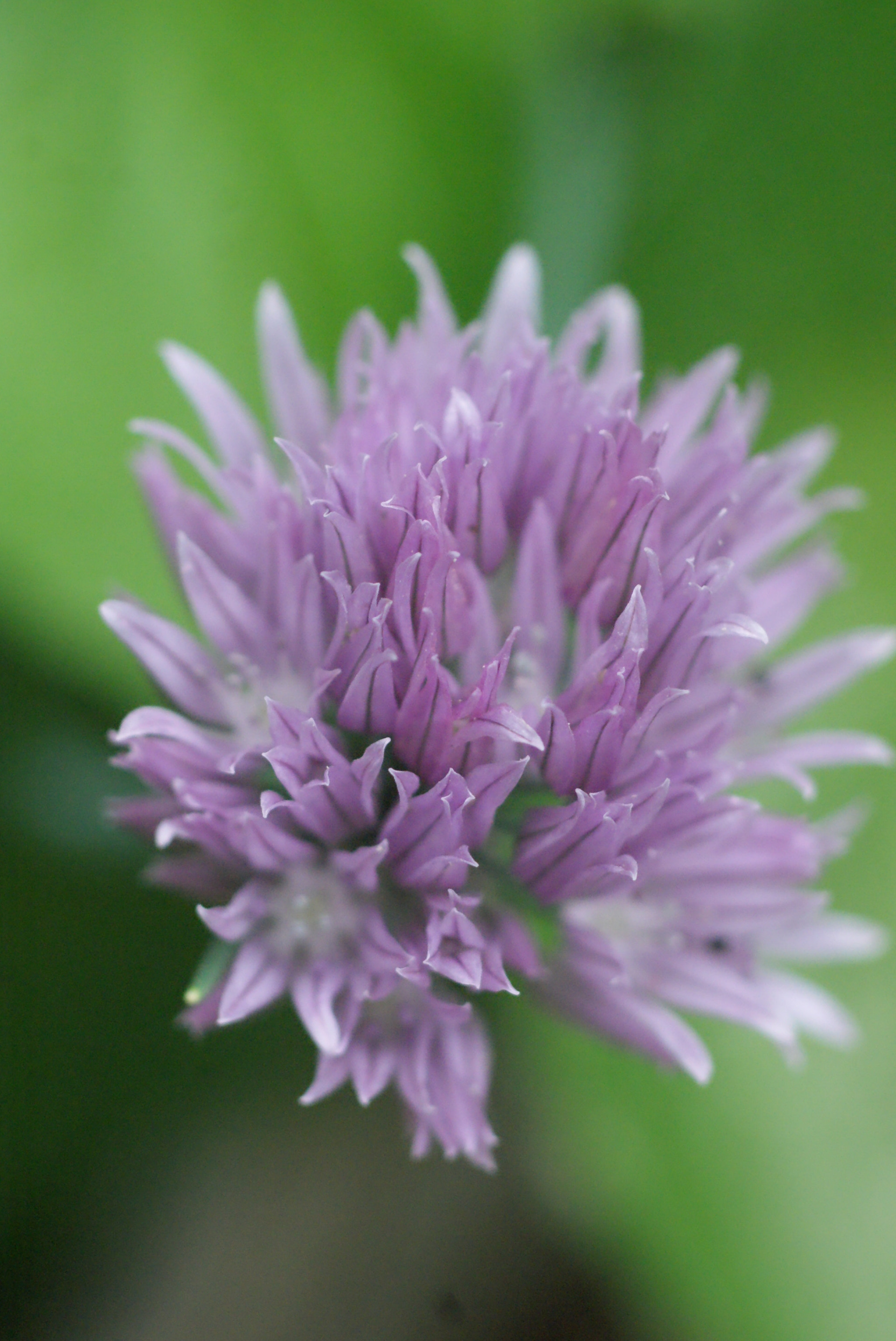 Sony Alpha DSLR-A200 + Tokina EMZ M100 AF 100mm F3.5 sample photo. Chives photography