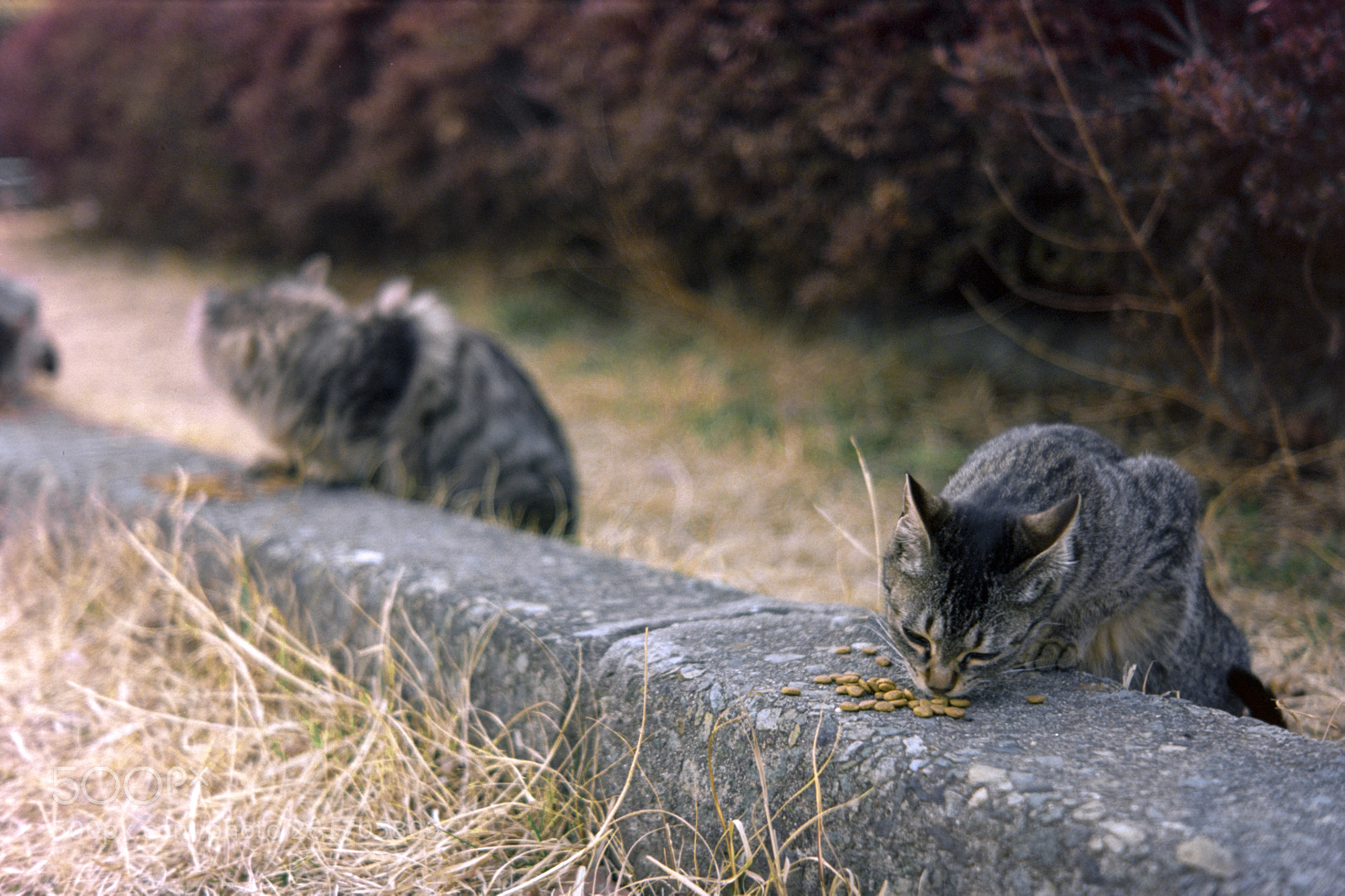 Nikon D810 sample photo. Kodak ektar 100 photography