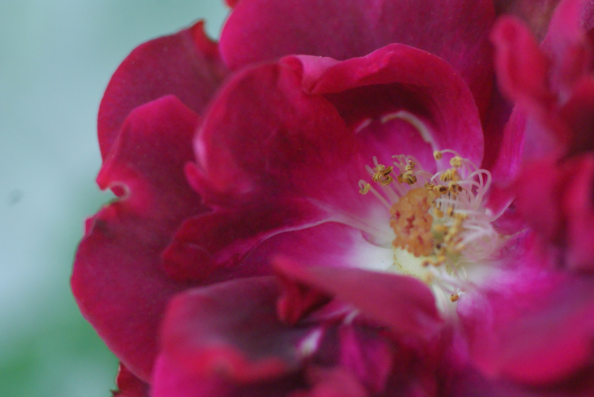 Sony Alpha DSLR-A200 sample photo. Rose photography