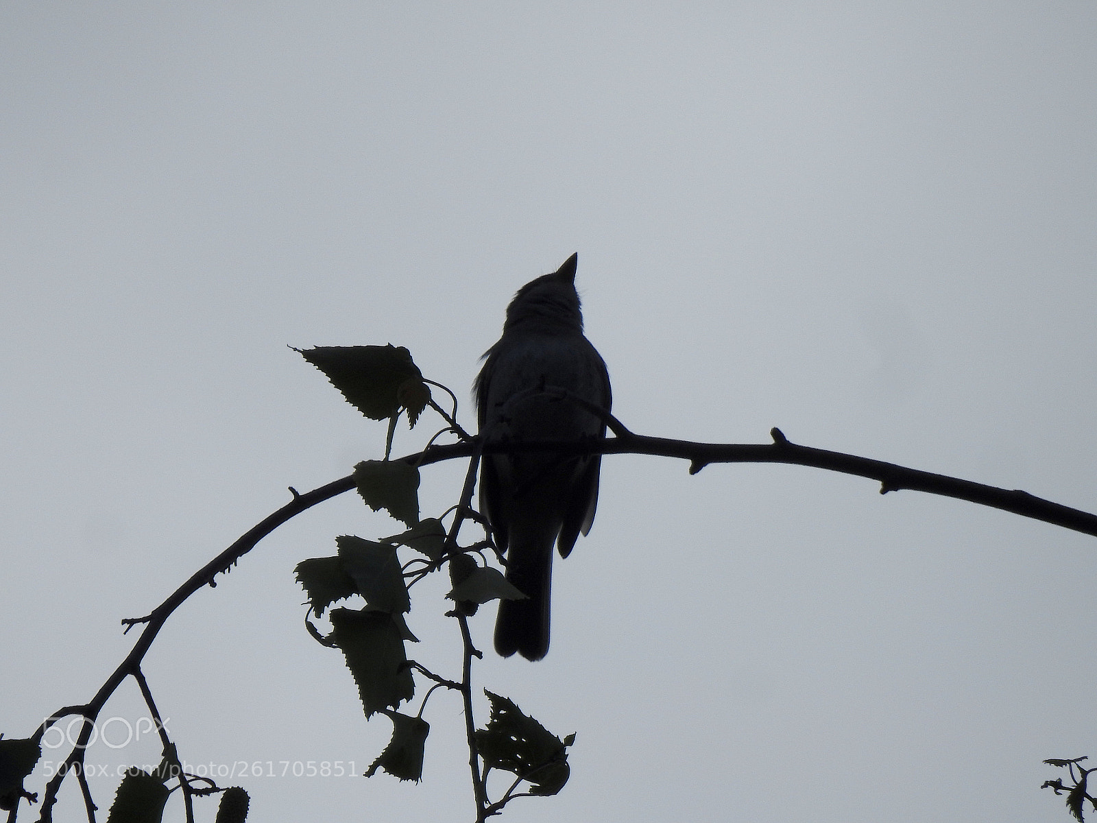 Nikon Coolpix P900 sample photo. Willow flycatcher photography