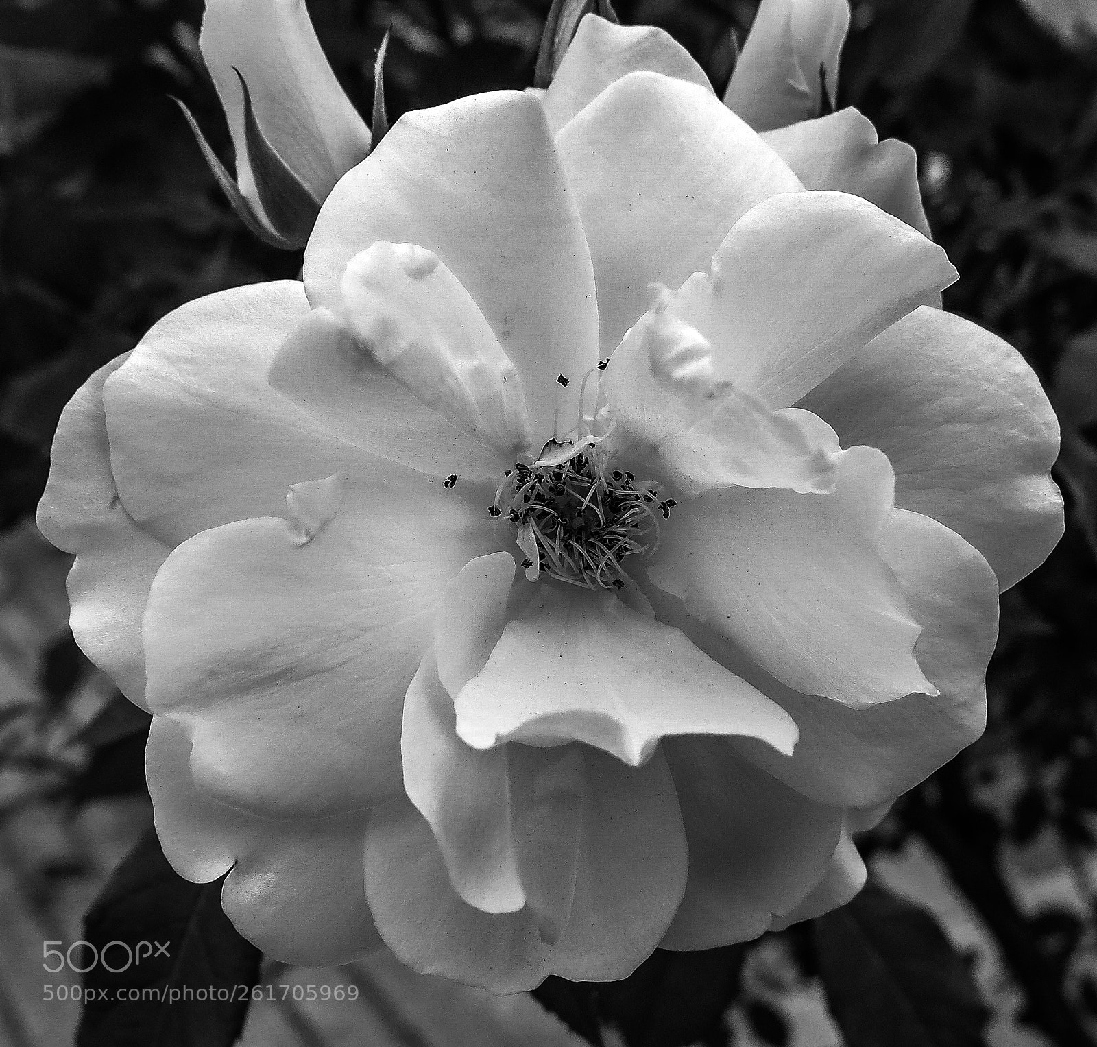 Canon PowerShot G16 sample photo. White rose b&w photography