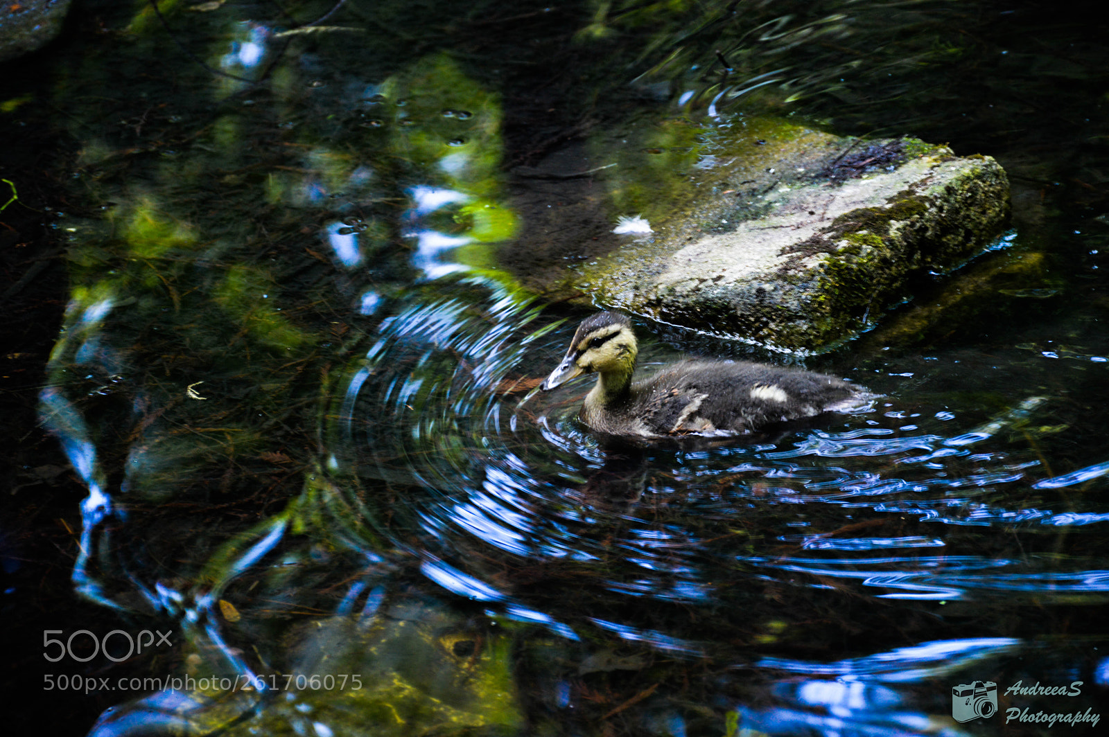 Nikon D3200 sample photo. Swimming in the blue photography