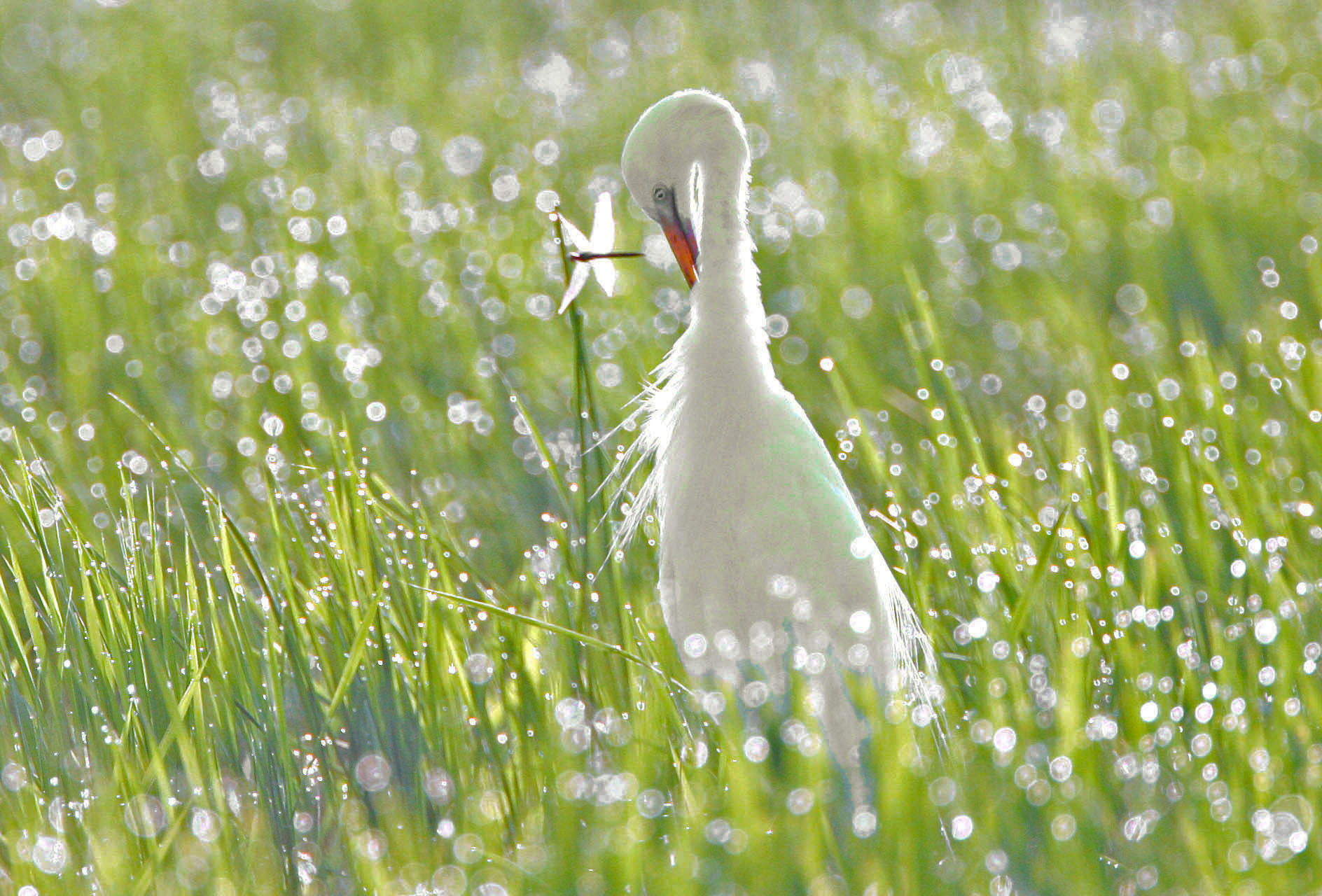 Canon EOS-1D Mark III sample photo. Morning dew photography