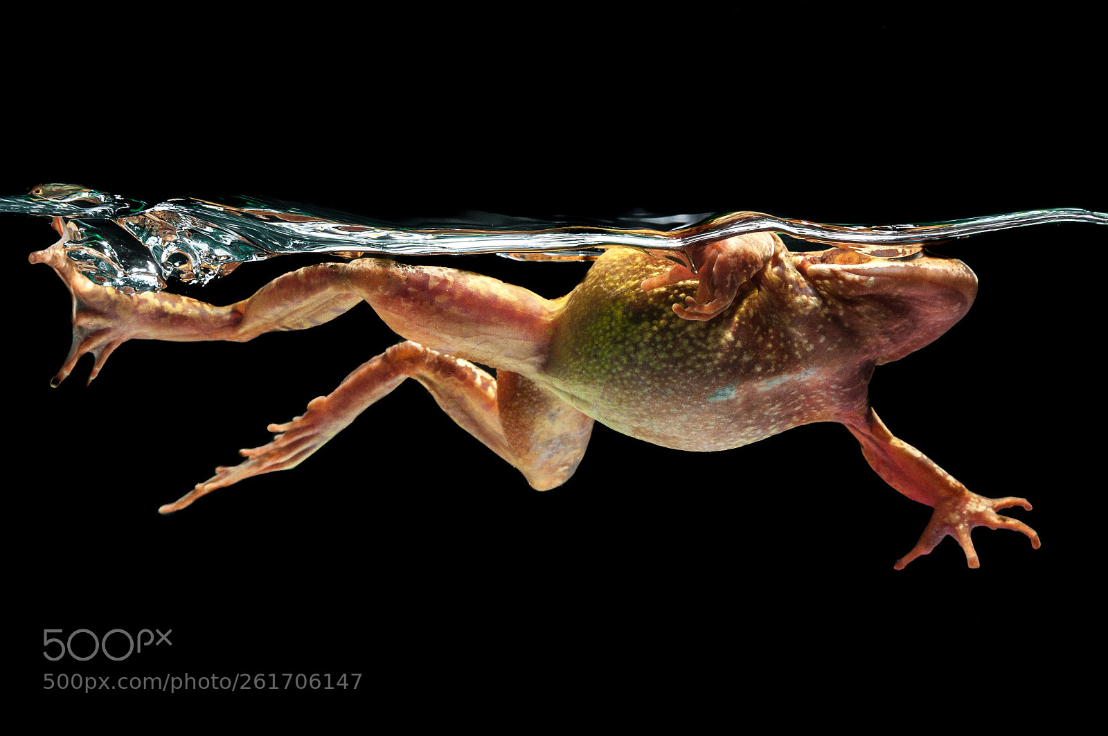 Nikon D300 sample photo. Swimming frog photography
