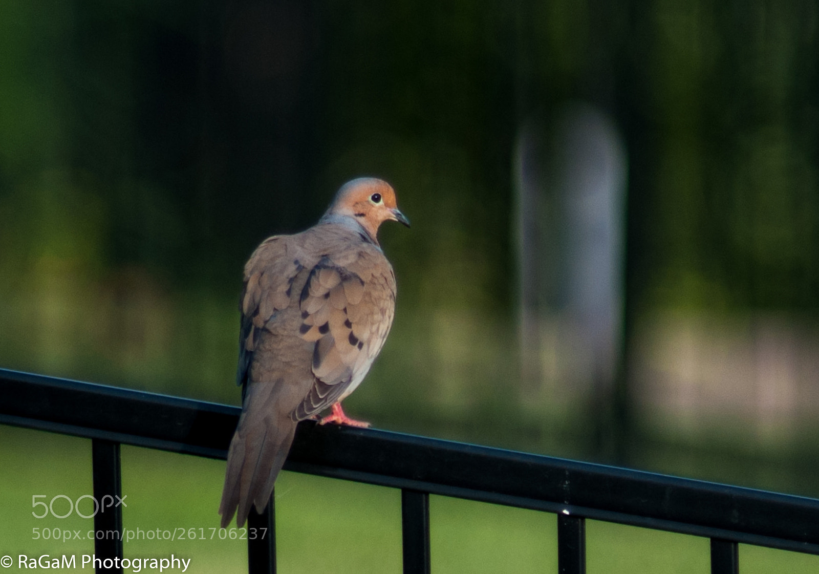 Nikon D300 sample photo. My fence birddy photography