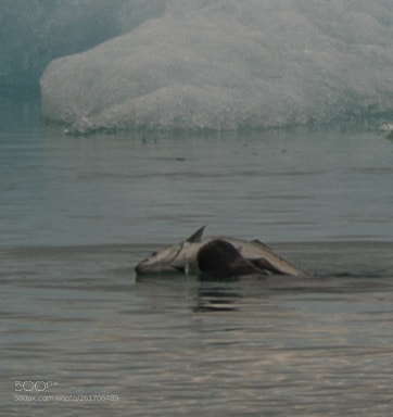 Nikon D750 sample photo. Animals at the glacier photography