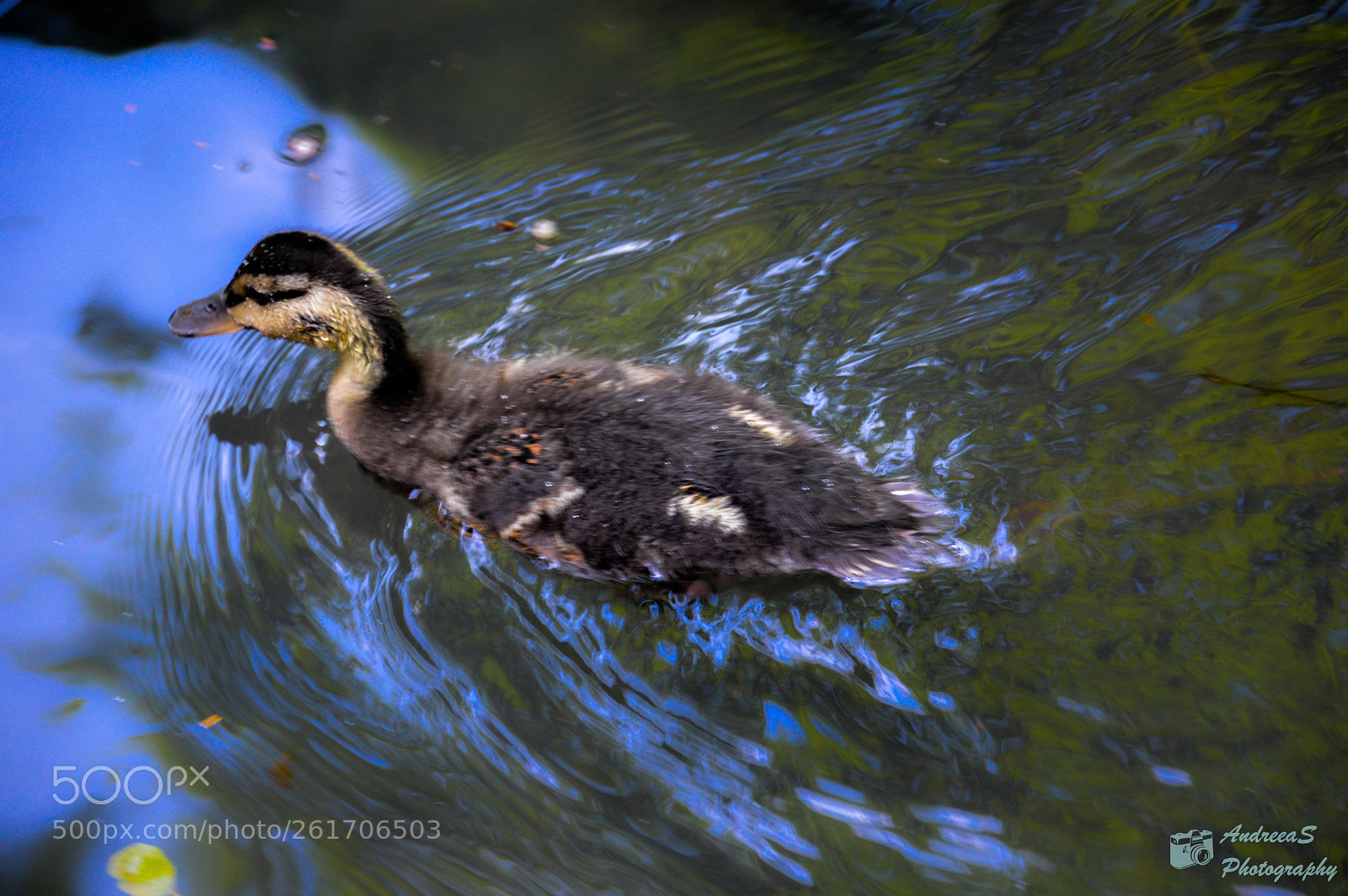 Nikon D3200 sample photo. Duckling photography