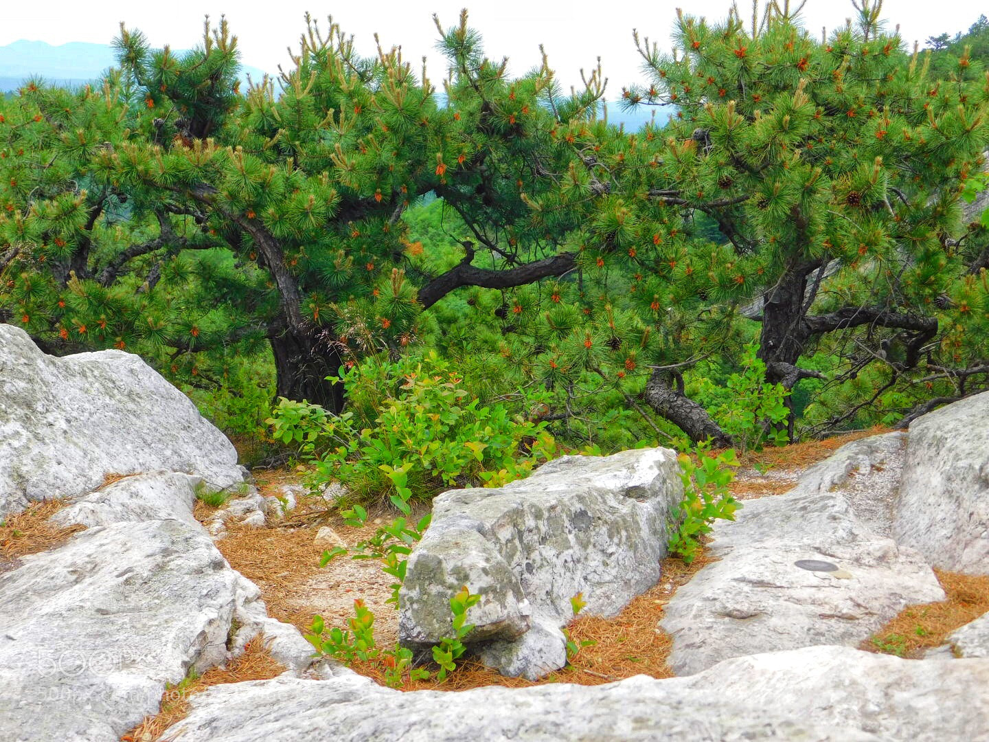 Nikon Coolpix B500 sample photo. Dwarf pitch pines photography