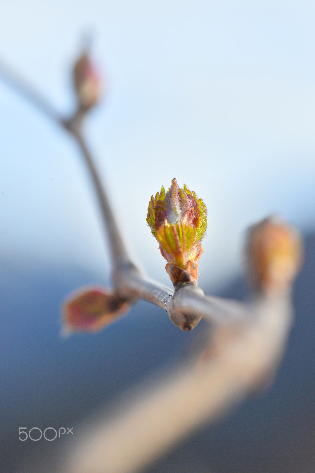 Nikon AF-S Micro-Nikkor 105mm F2.8G IF-ED VR sample photo. Dsc photography