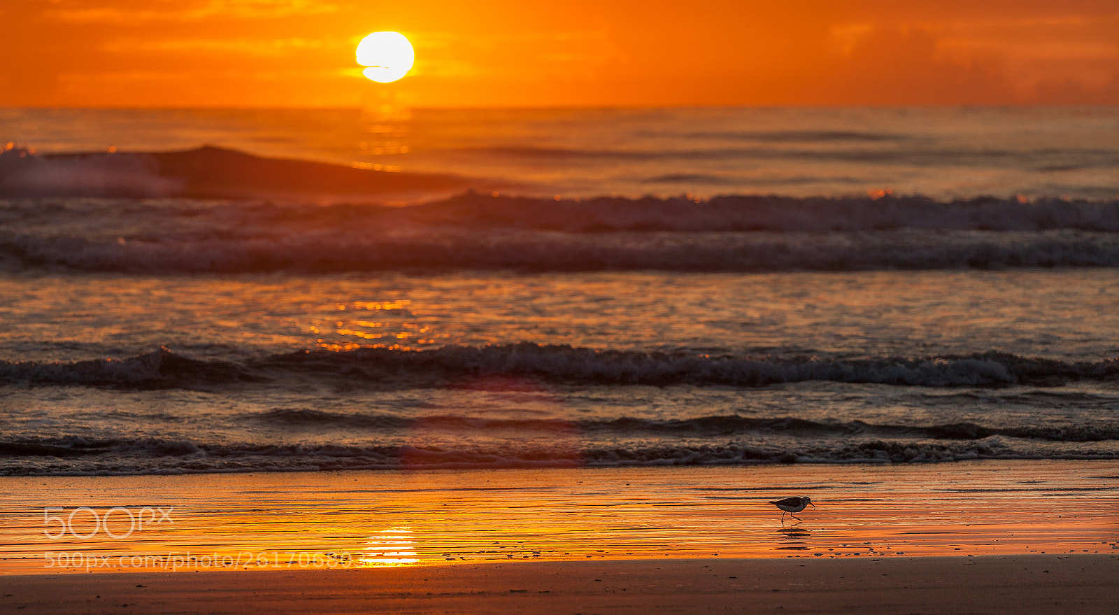 Canon EOS 5D Mark II sample photo. A sandpiper morning walk photography