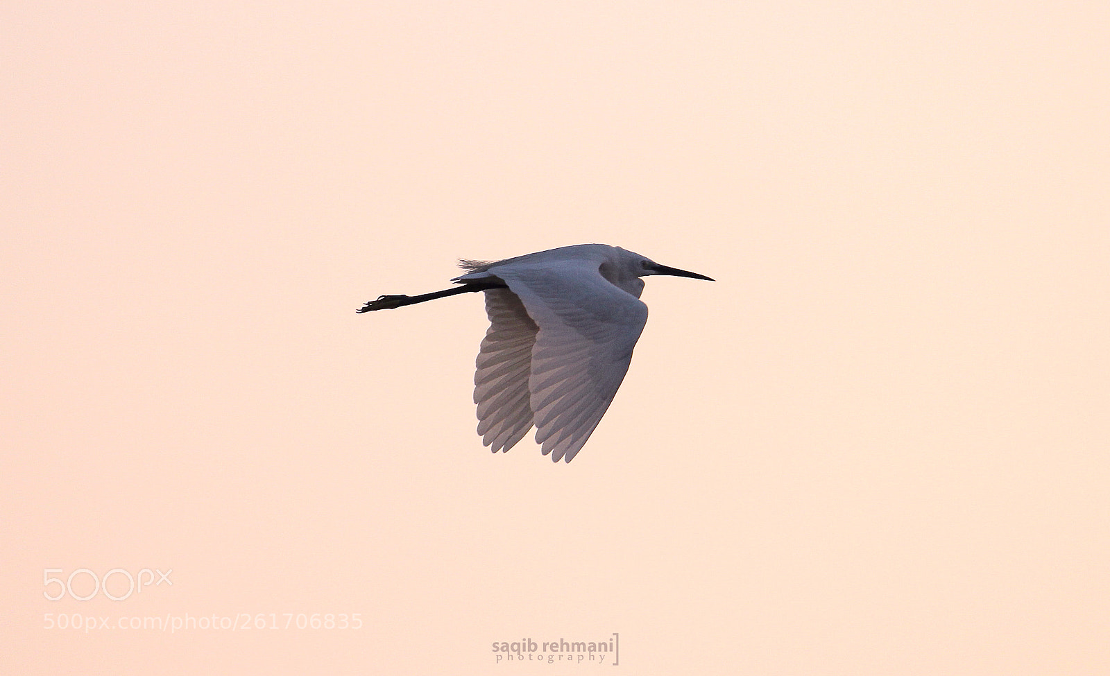 Canon EOS 60D sample photo. Little egret photography