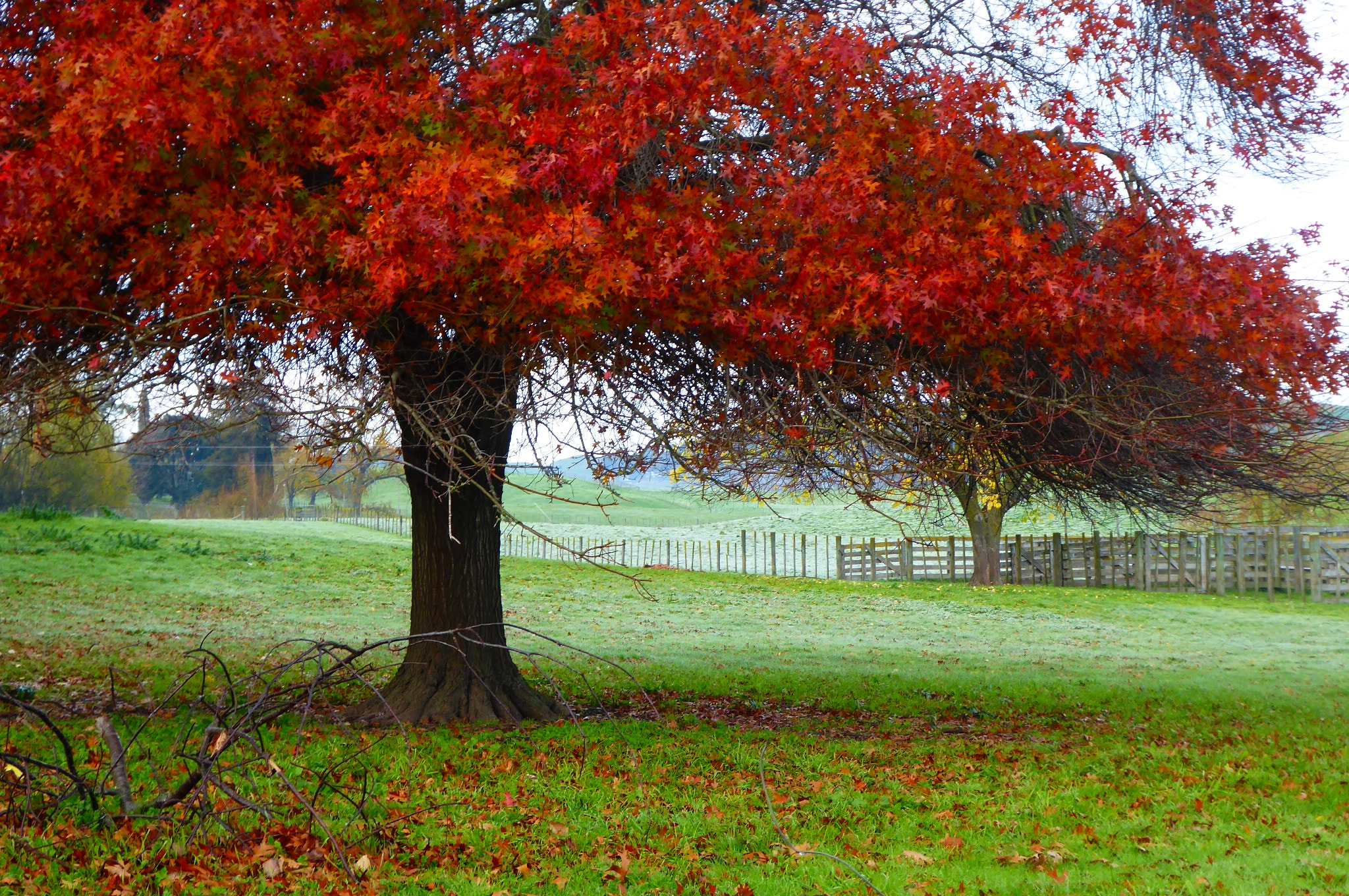 Panasonic Lumix DMC-ZS50 (Lumix DMC-TZ70) sample photo. Autumn leaves havelock north hawkes bay new zealand photography