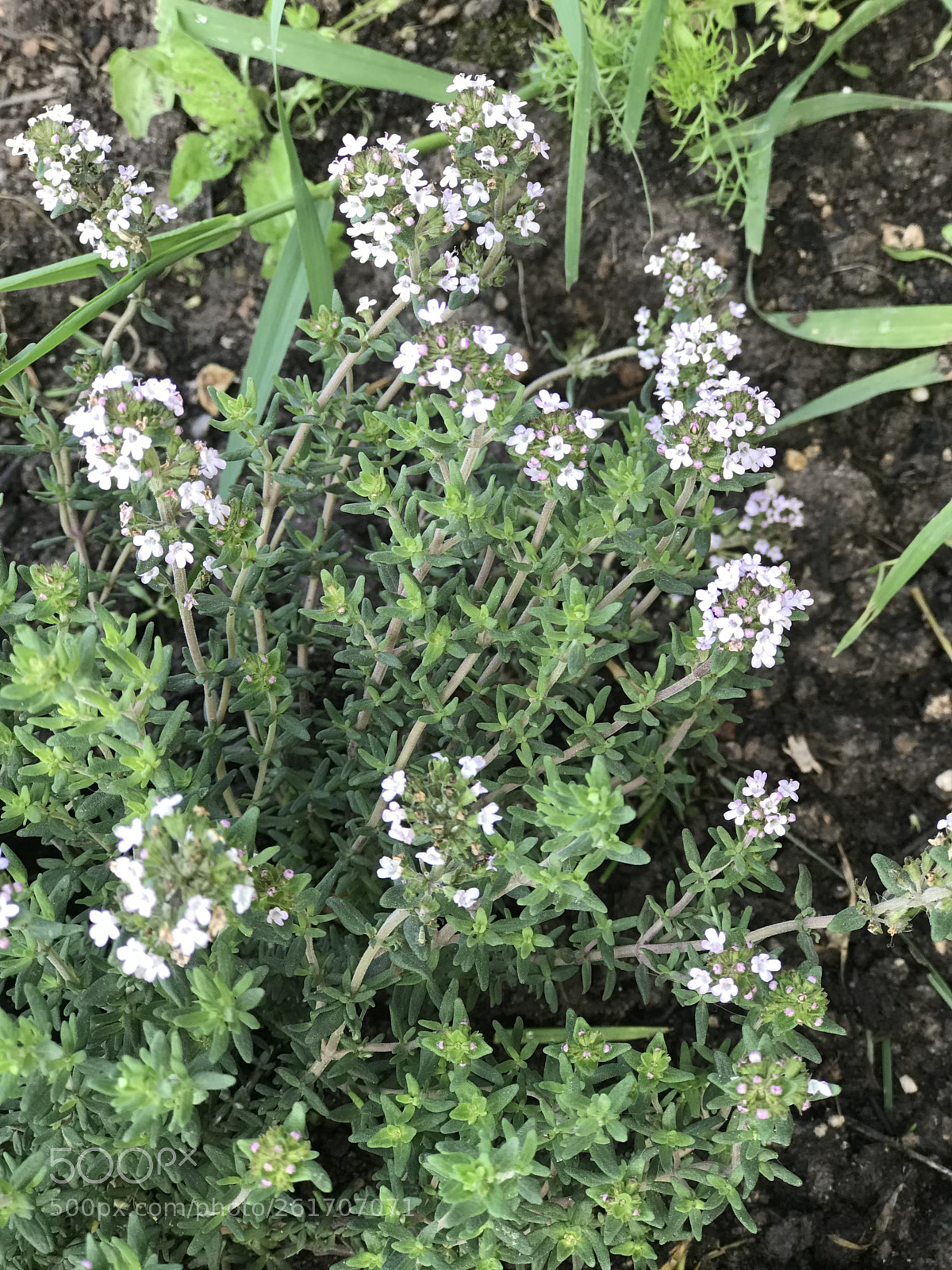 Apple iPhone 7 Plus sample photo. Thyme photography