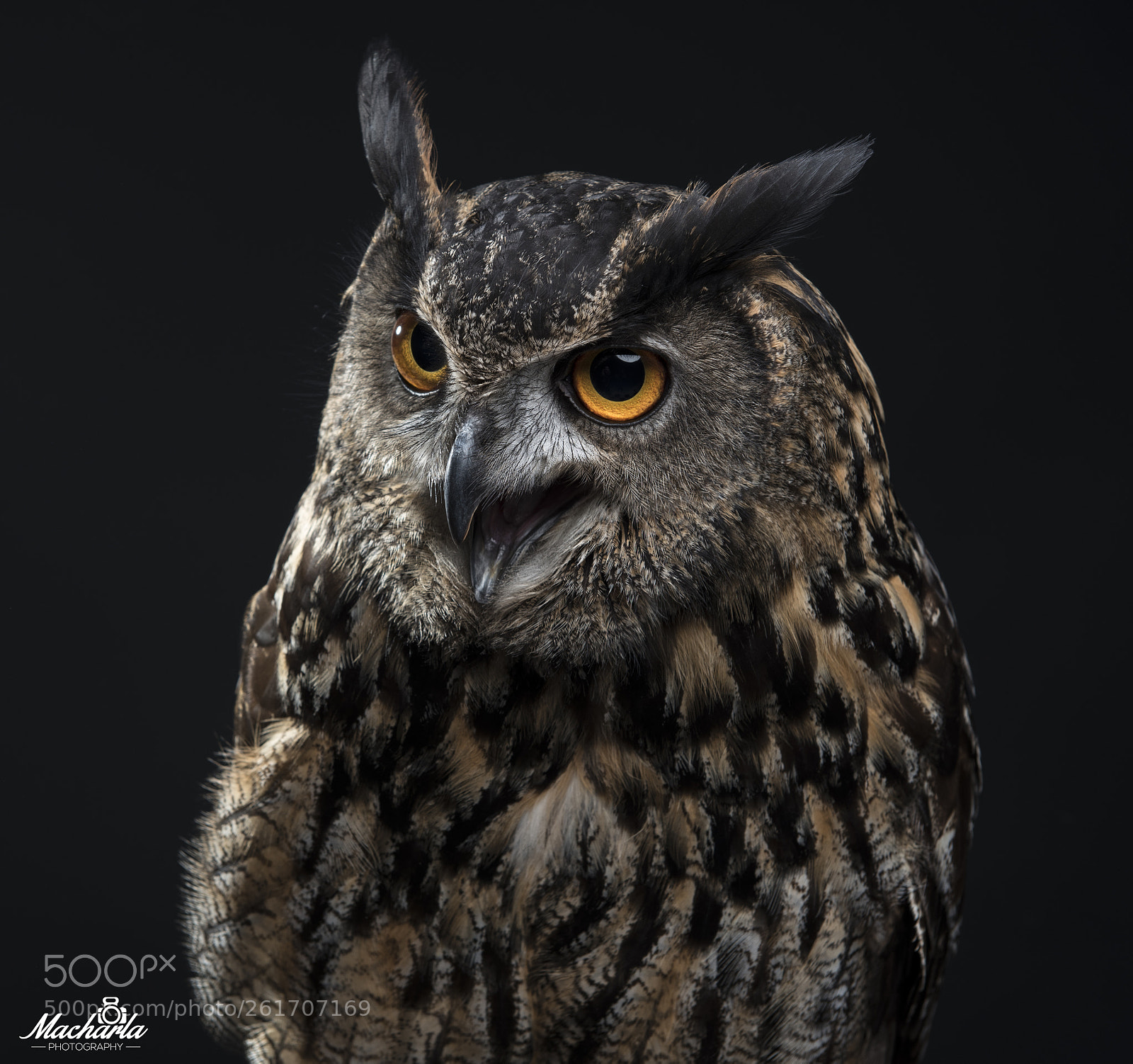 Nikon D750 sample photo. I am loudddddd... photography