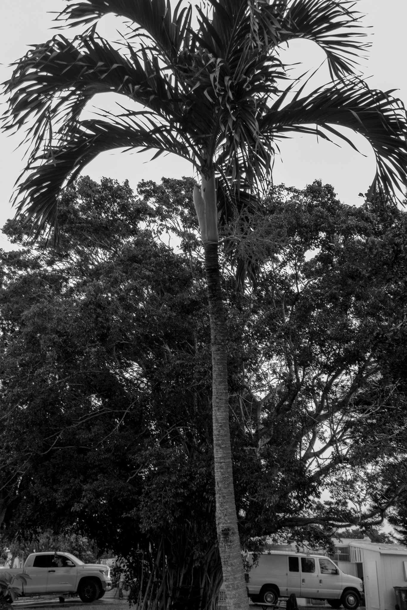 Canon EOS 700D (EOS Rebel T5i / EOS Kiss X7i) sample photo. Palm tree with cars photography