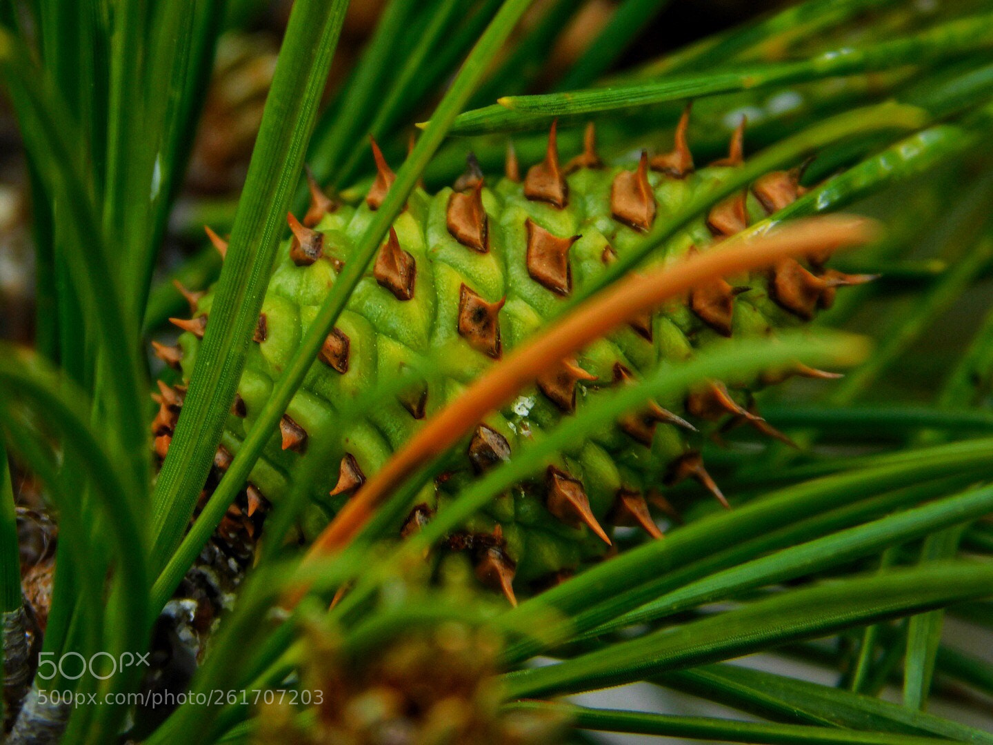Nikon Coolpix B500 sample photo. Baby pine cone photography