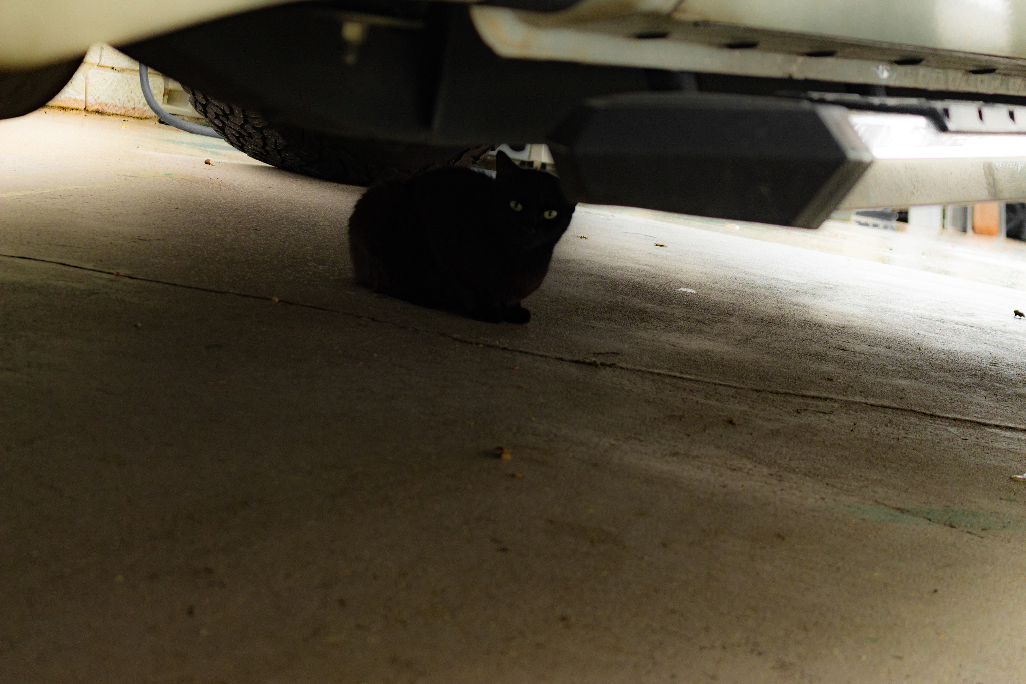 Canon EOS 700D (EOS Rebel T5i / EOS Kiss X7i) sample photo. Cat under car photography