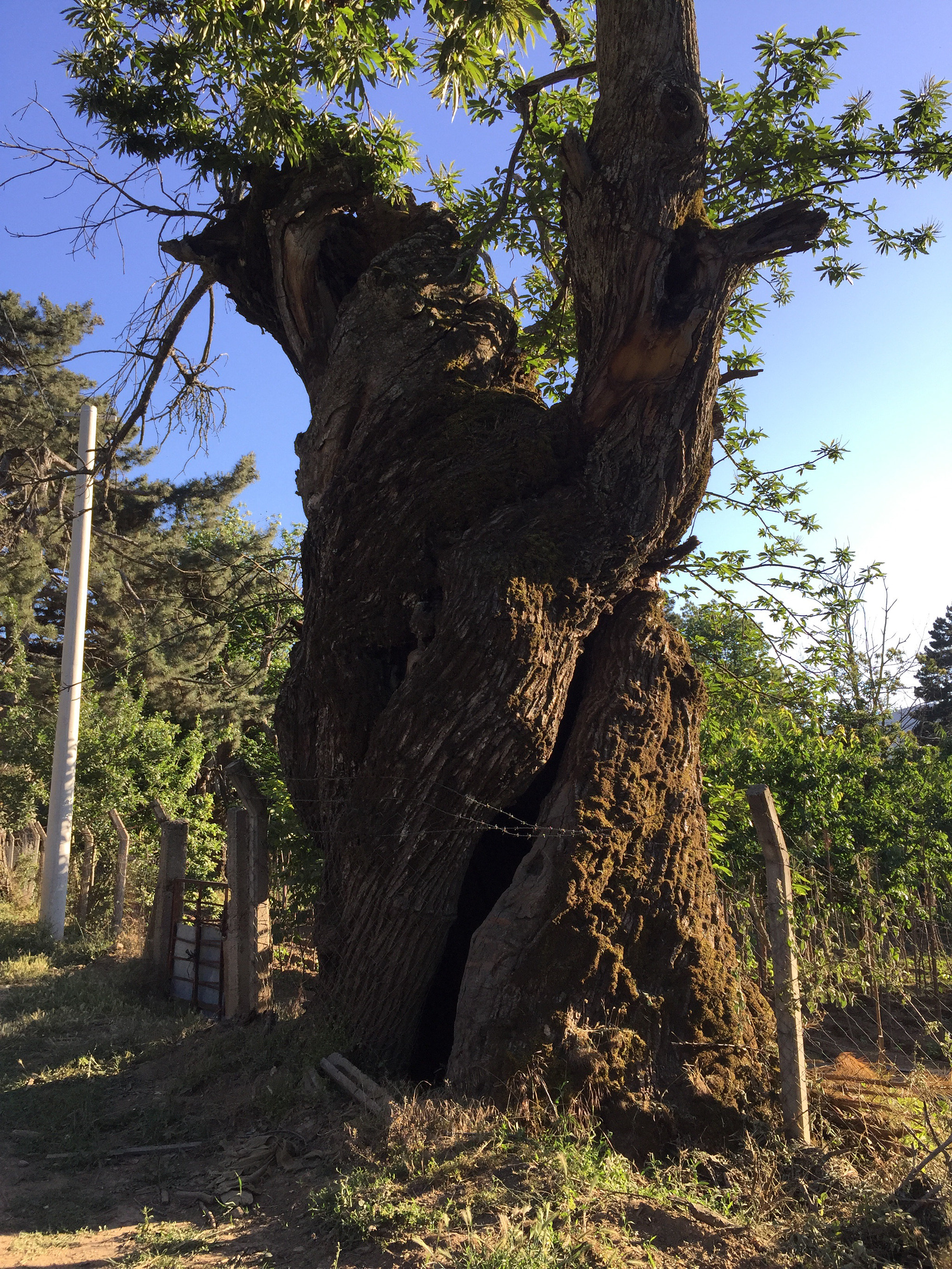 Apple iPhone 6 Plus sample photo