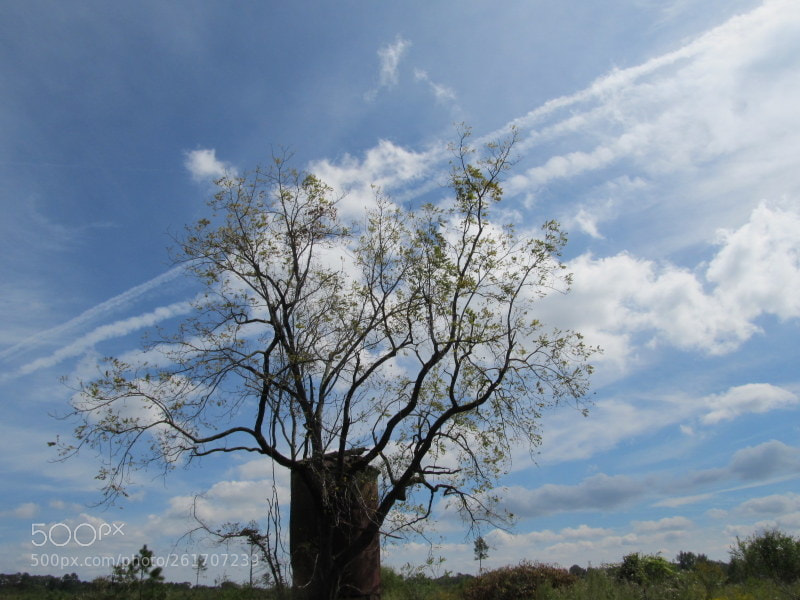 Canon PowerShot SX130 IS sample photo. Odd tree photography